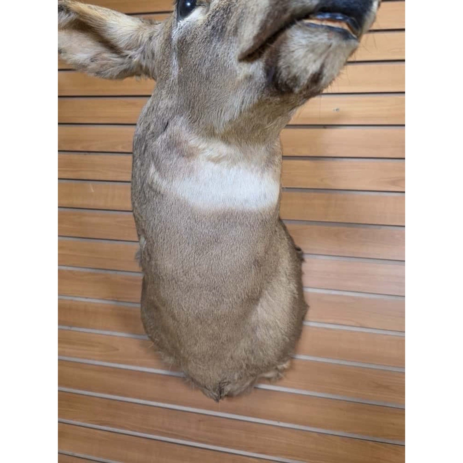 FHMN13- Whitetail Deer Real Antler Deer Taxidermy Mount