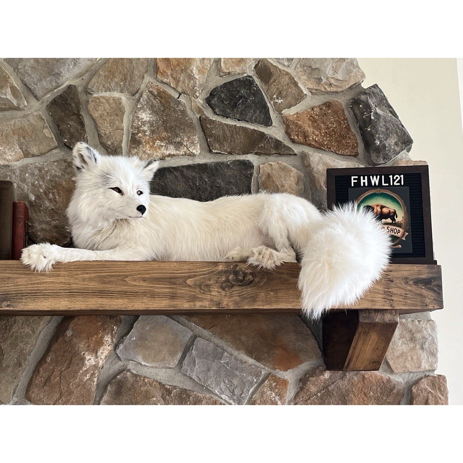 FHWL121 - White Ranch Fox Taxidermy Full Body Mount