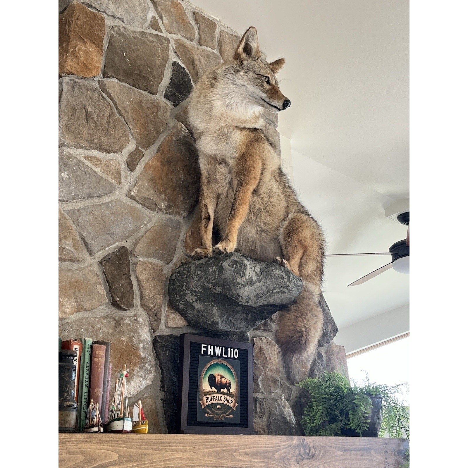 FHWL110 - Coyote Museum Quality Wall mount Taxidermy