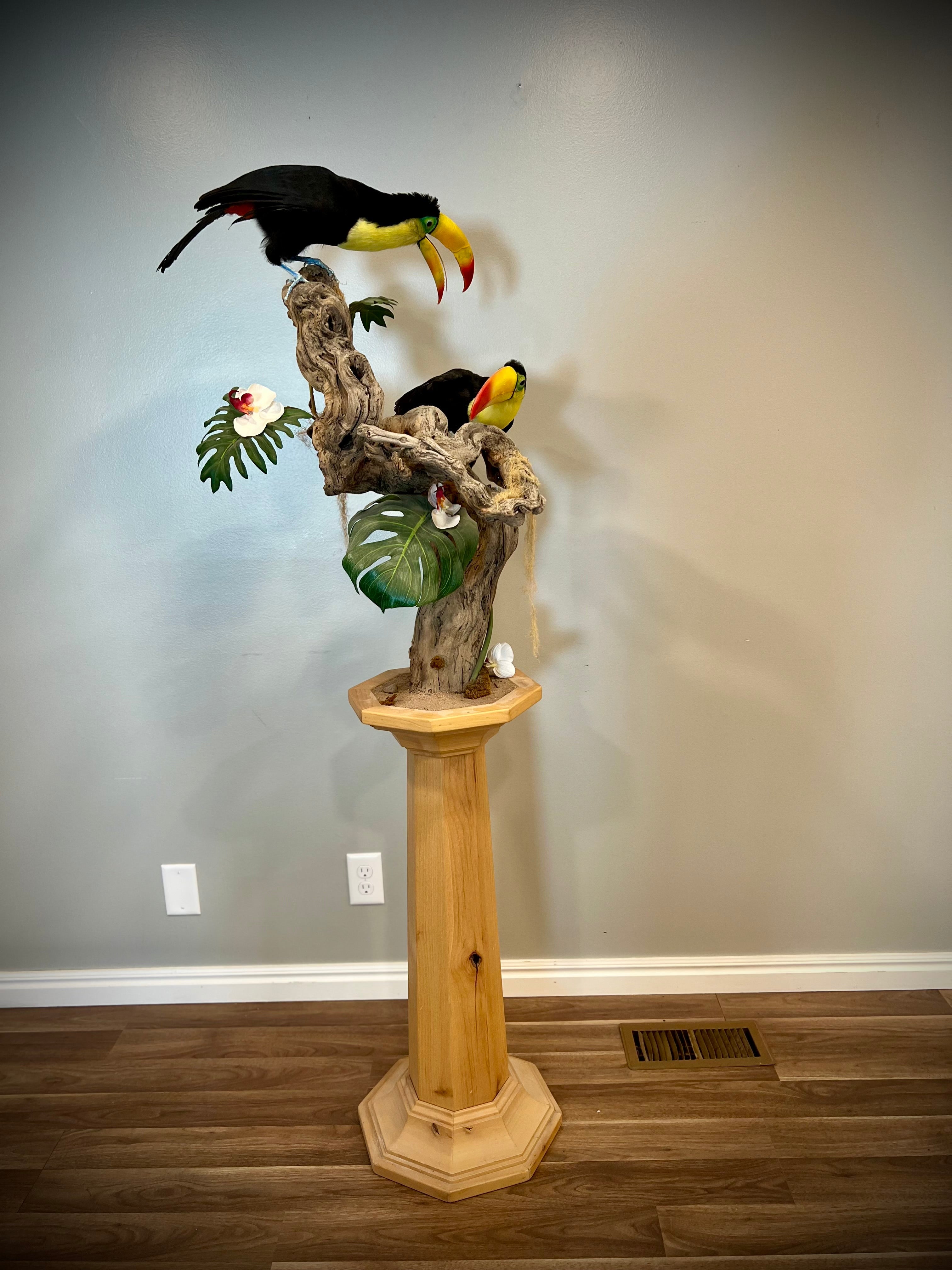 FH739-Keel billed toucans taxidermy mount - captive bred
