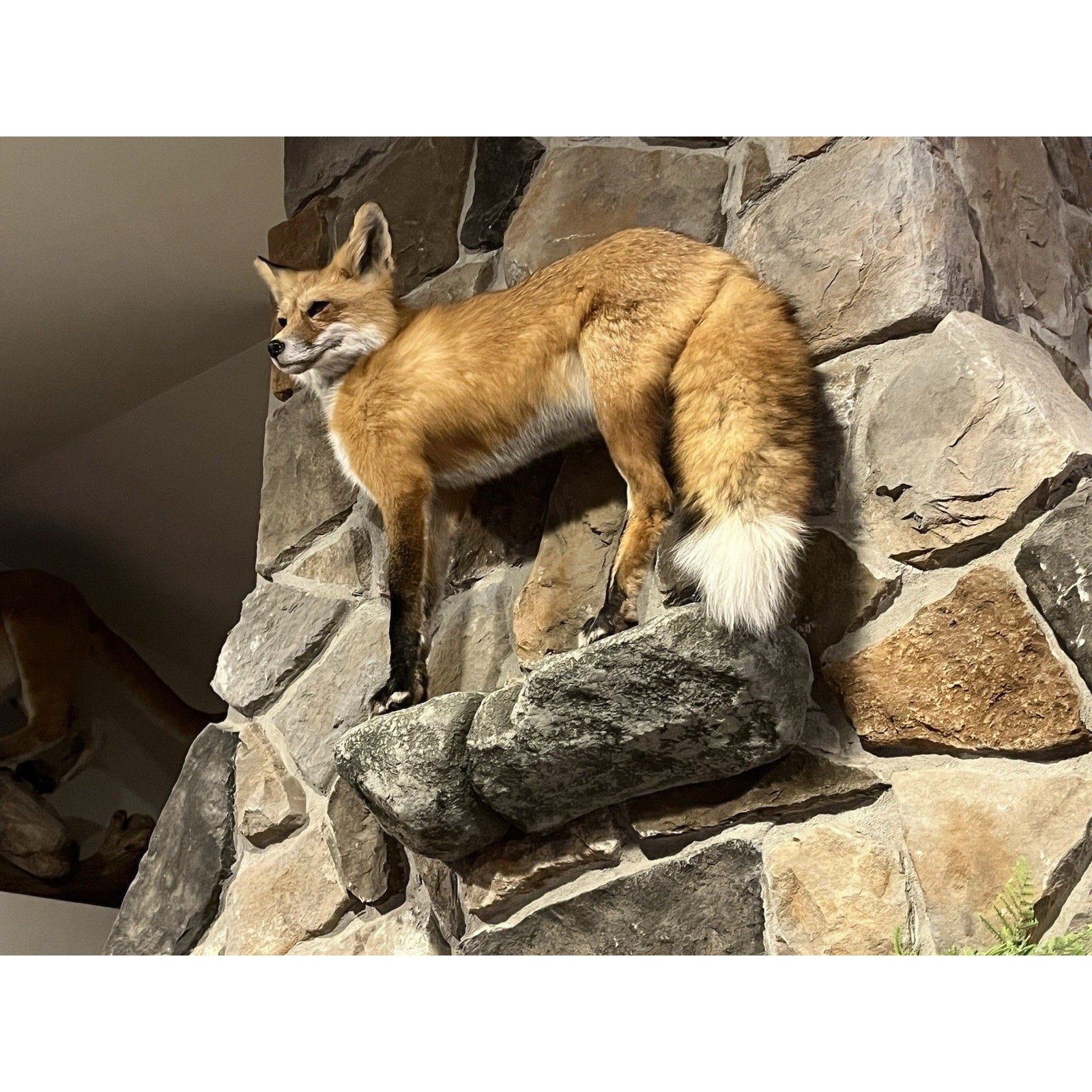 FHWL20 - Museum Quality Red Fox Taxidermy mount