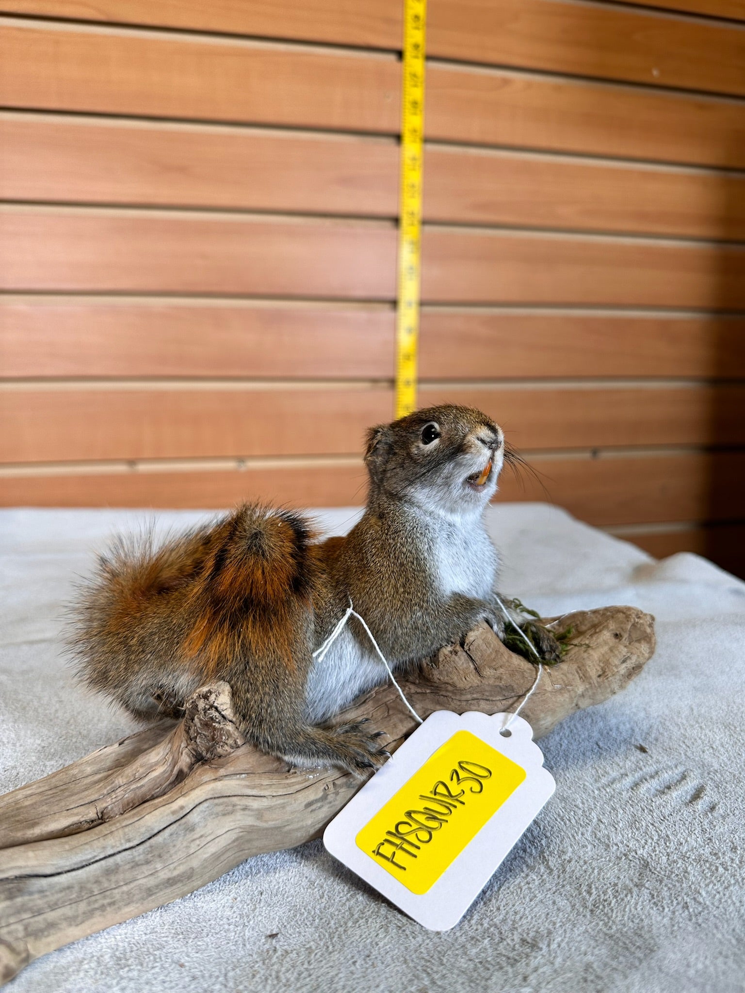 FHSQUIR30- beautiful red squirrel full body mount