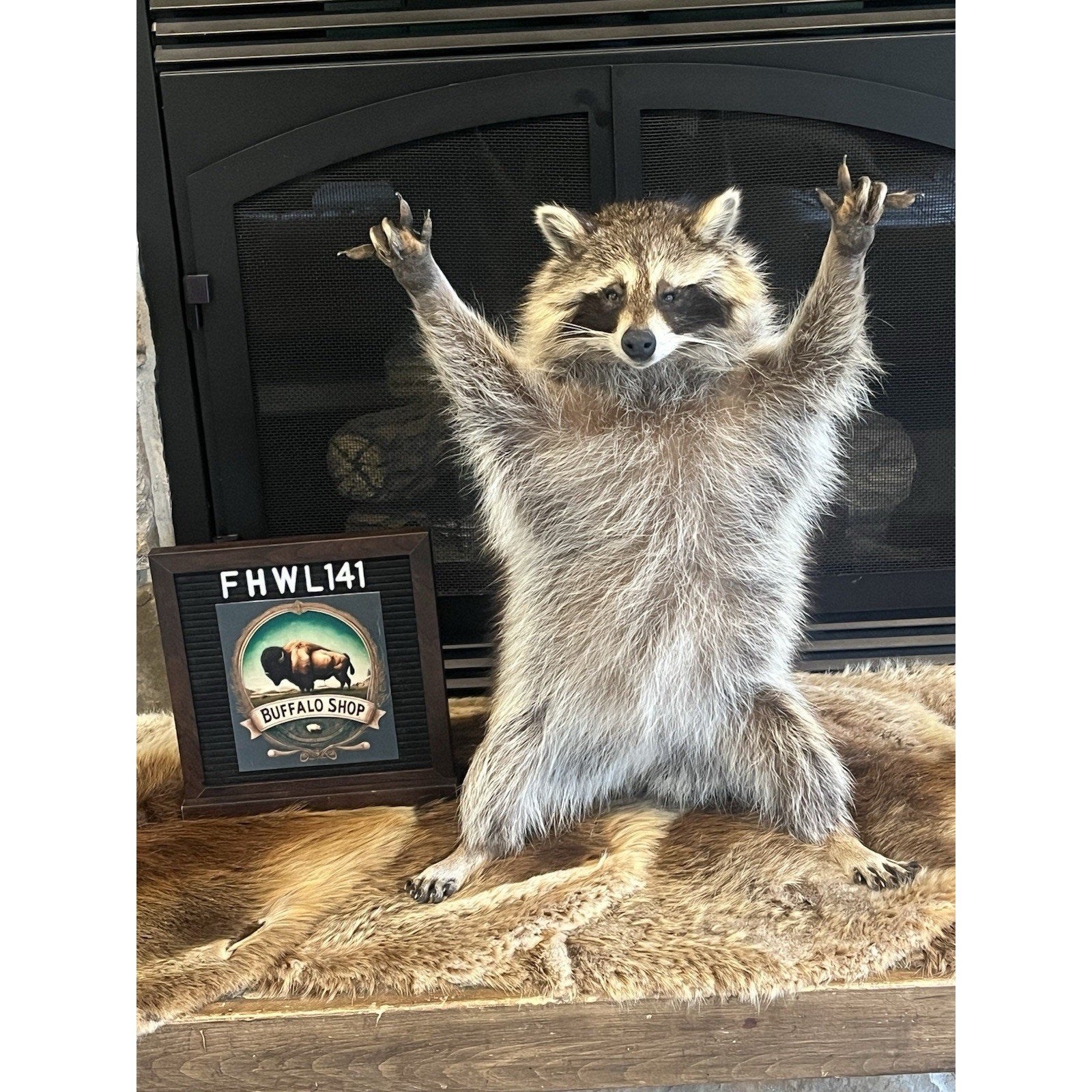 FHWL141- Fat Raccoon Taxidermy Mount