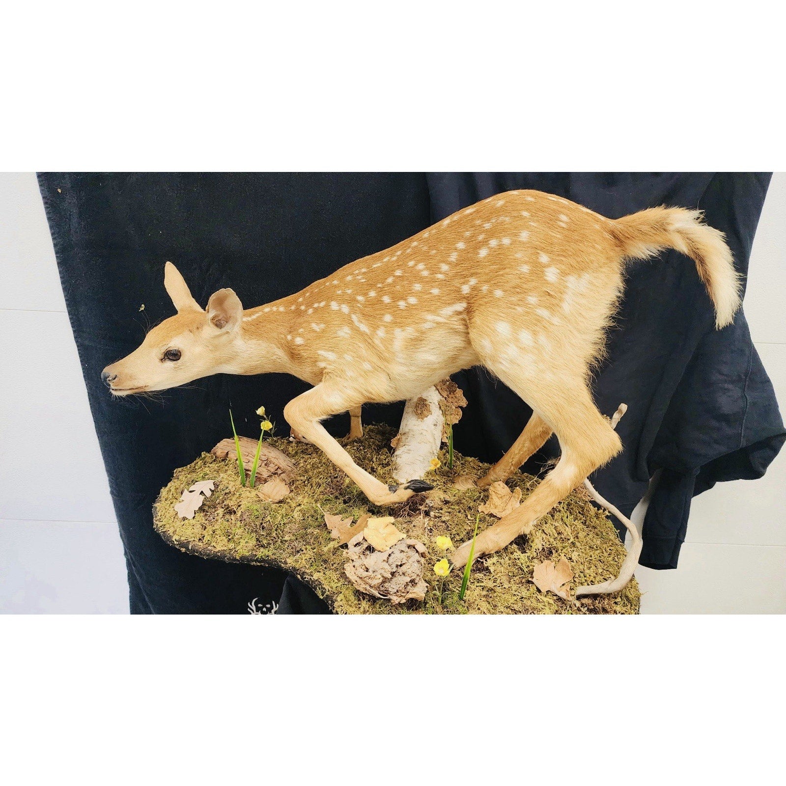 FHFAWNBRAD2 - Baby Deer Fawn tiny taxidermy mount
