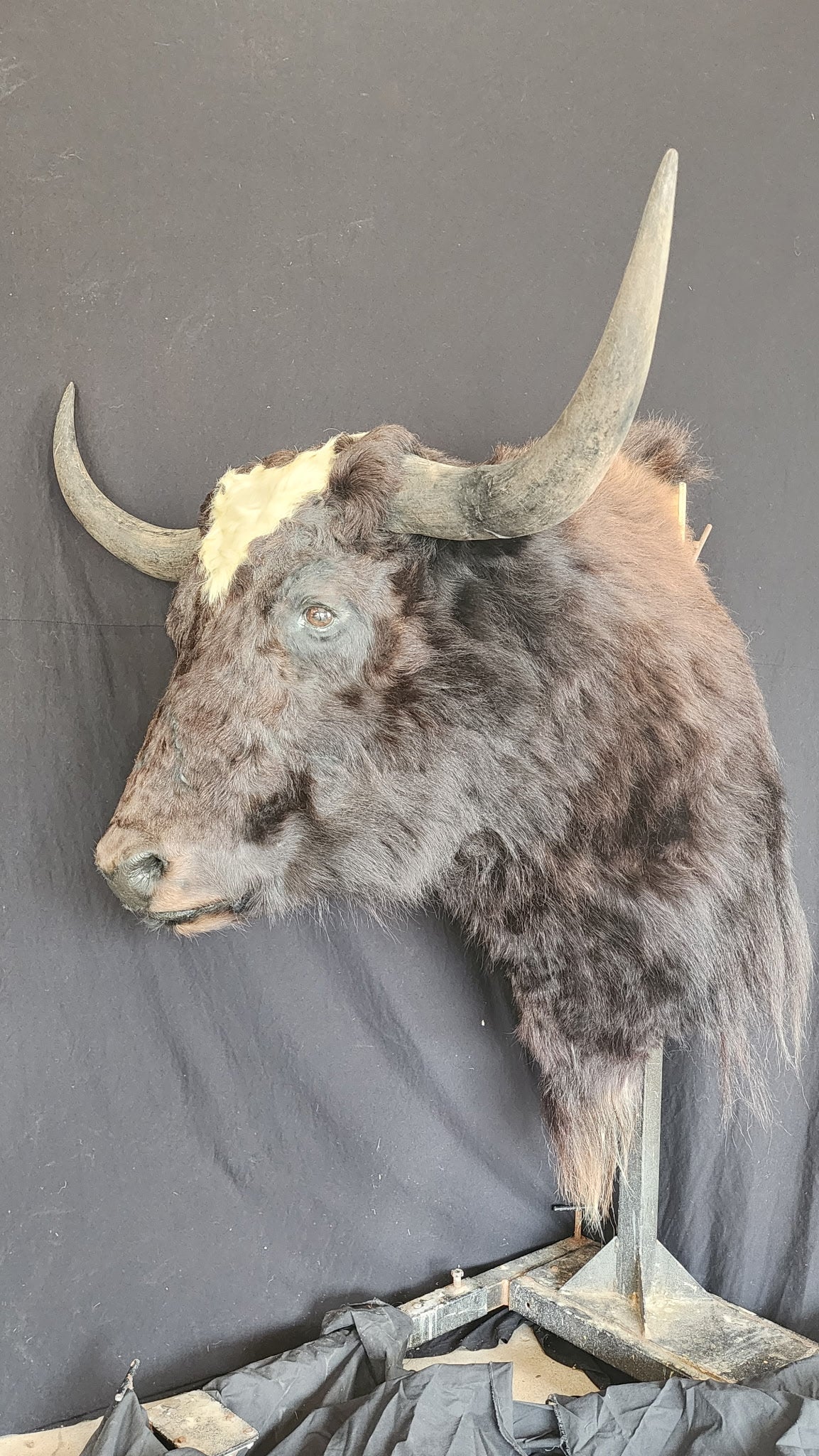 FHBRAD2 - XL Yak Taxidermy Shoulder mount Bull