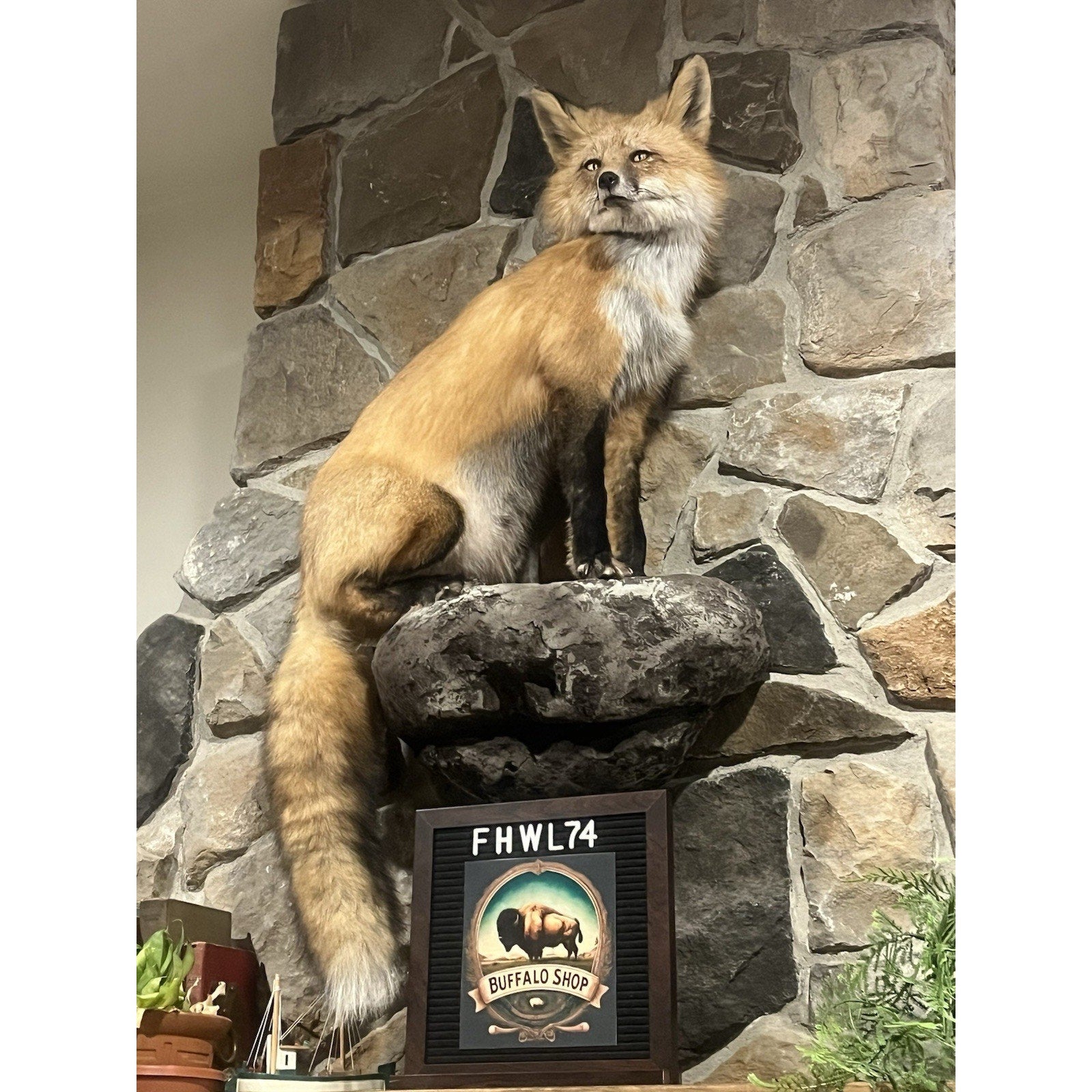 FHWL74 - Museum Quality Red Fox Taxidermy mount