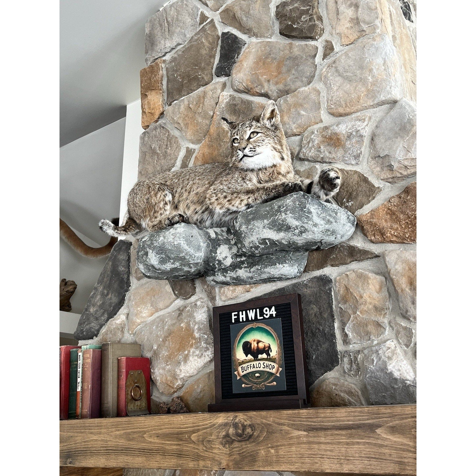 FHWL94 - Bobcat Taxidermy Full Body Mount