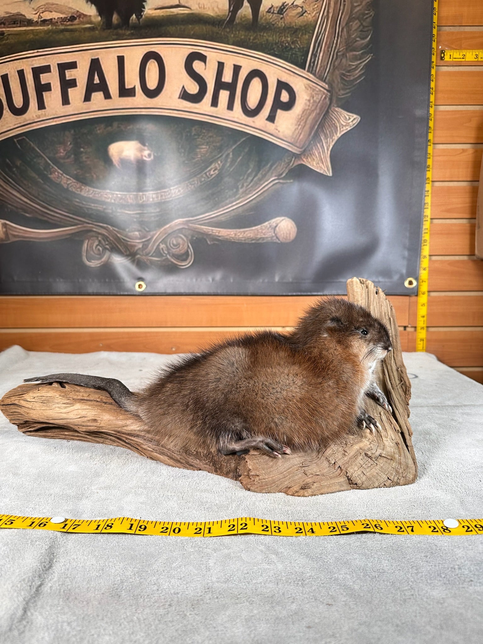 FHMUSK5- Beautiful Muskrat taxidermy mount