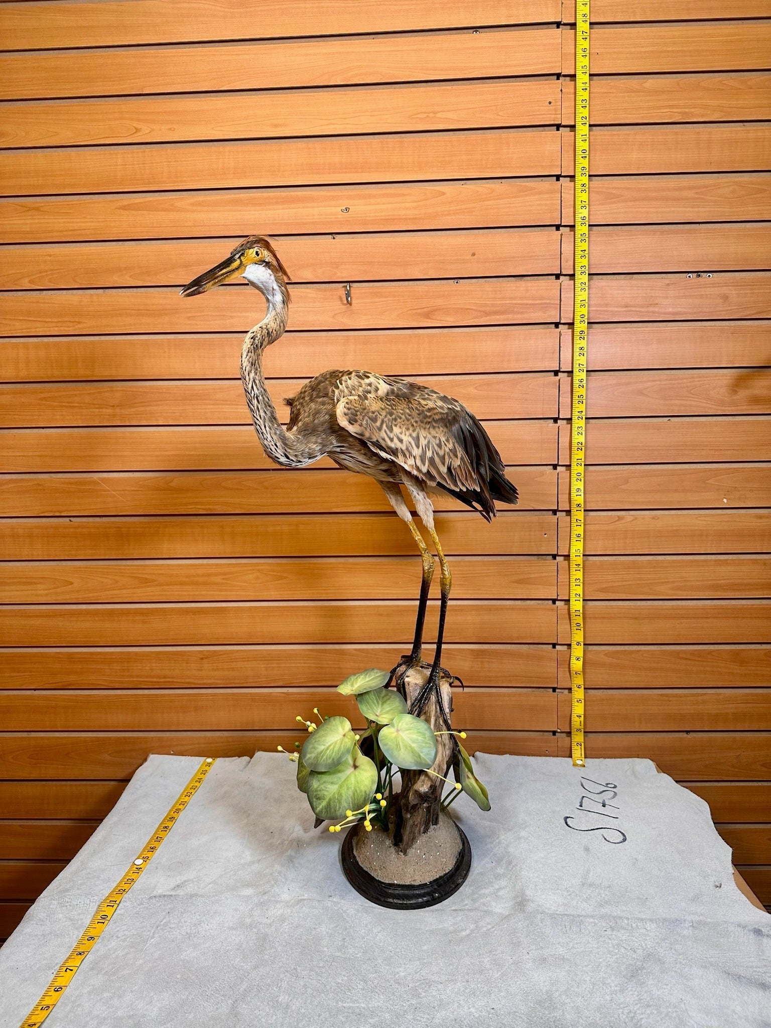 FH232- Purple Heron taxidermy mount