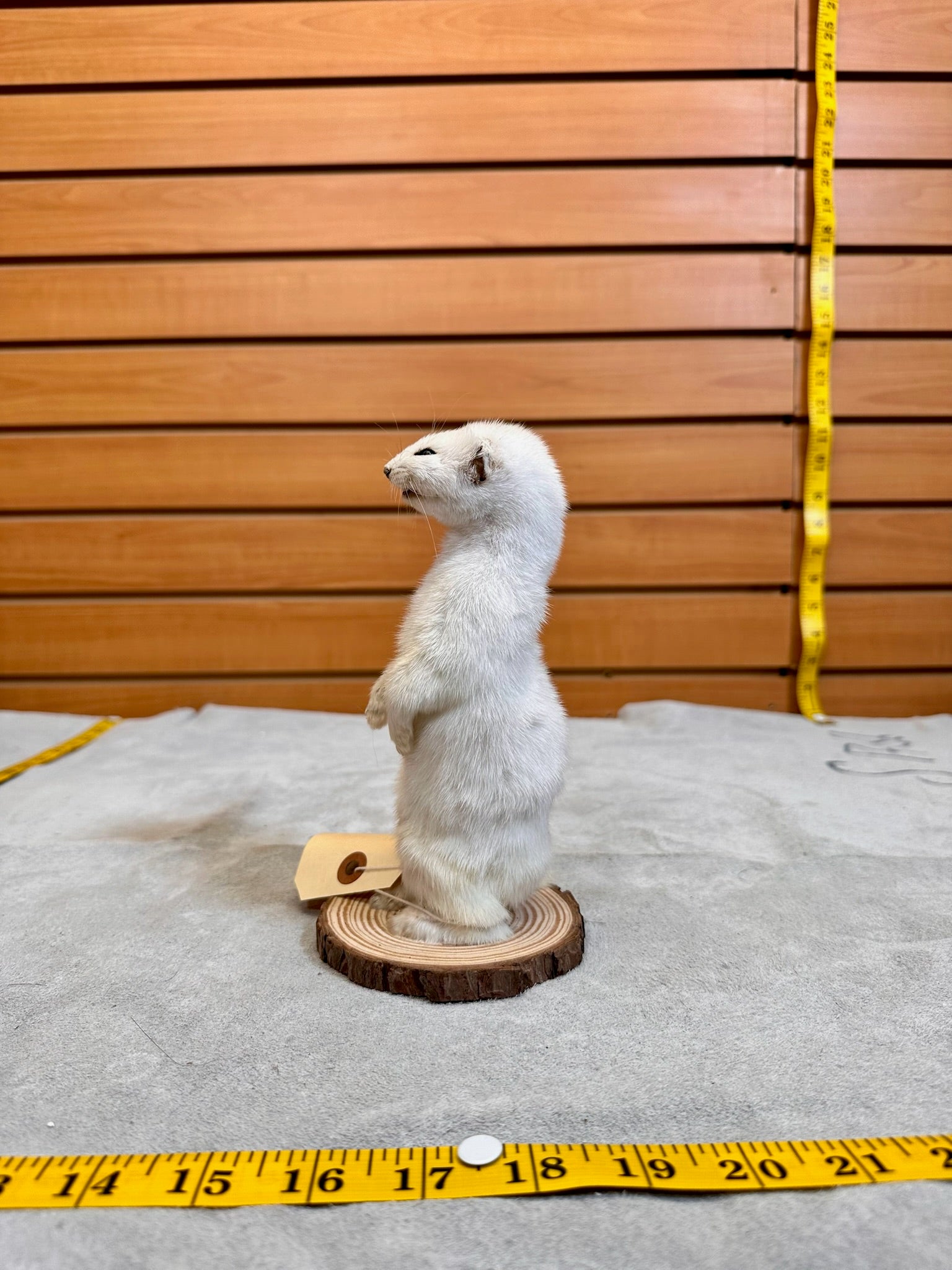 FHWEAS18 - Beautiful Adorable Weasel Ermine Small Animal Taxidermy