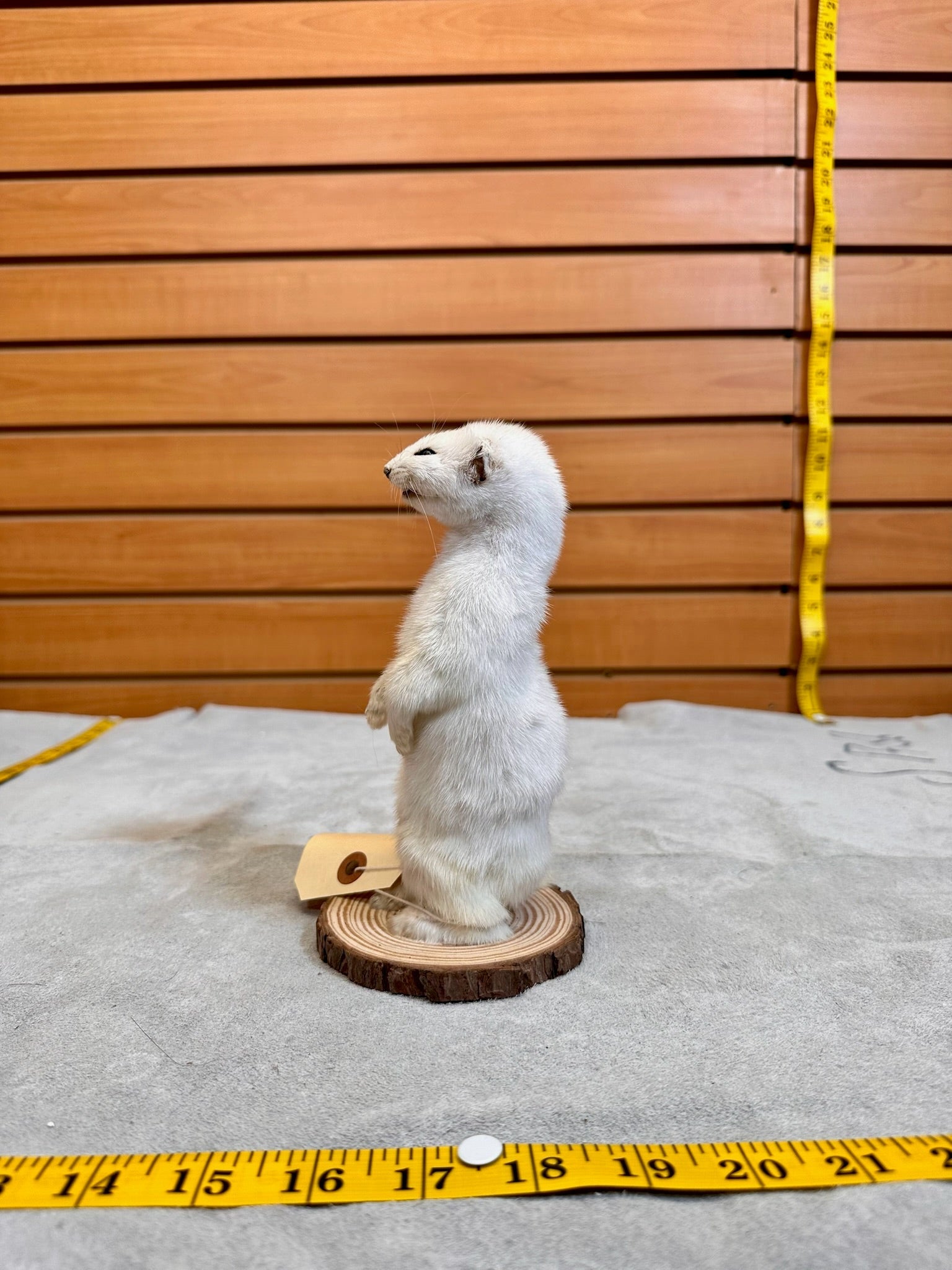 FHWEAS18 - Beautiful Adorable Weasel Ermine Small Animal Taxidermy