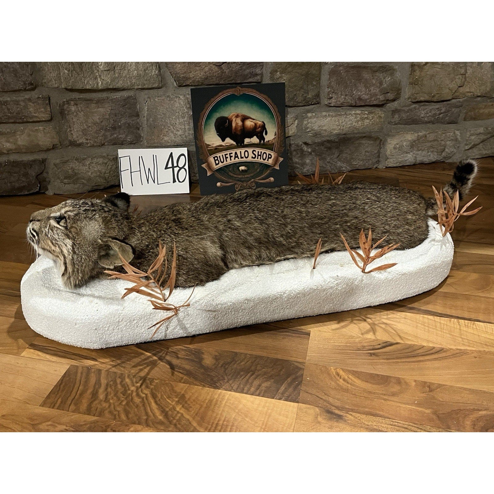 FHWL48 - Bobcat Taxidermy Full Body Mount In Snow.