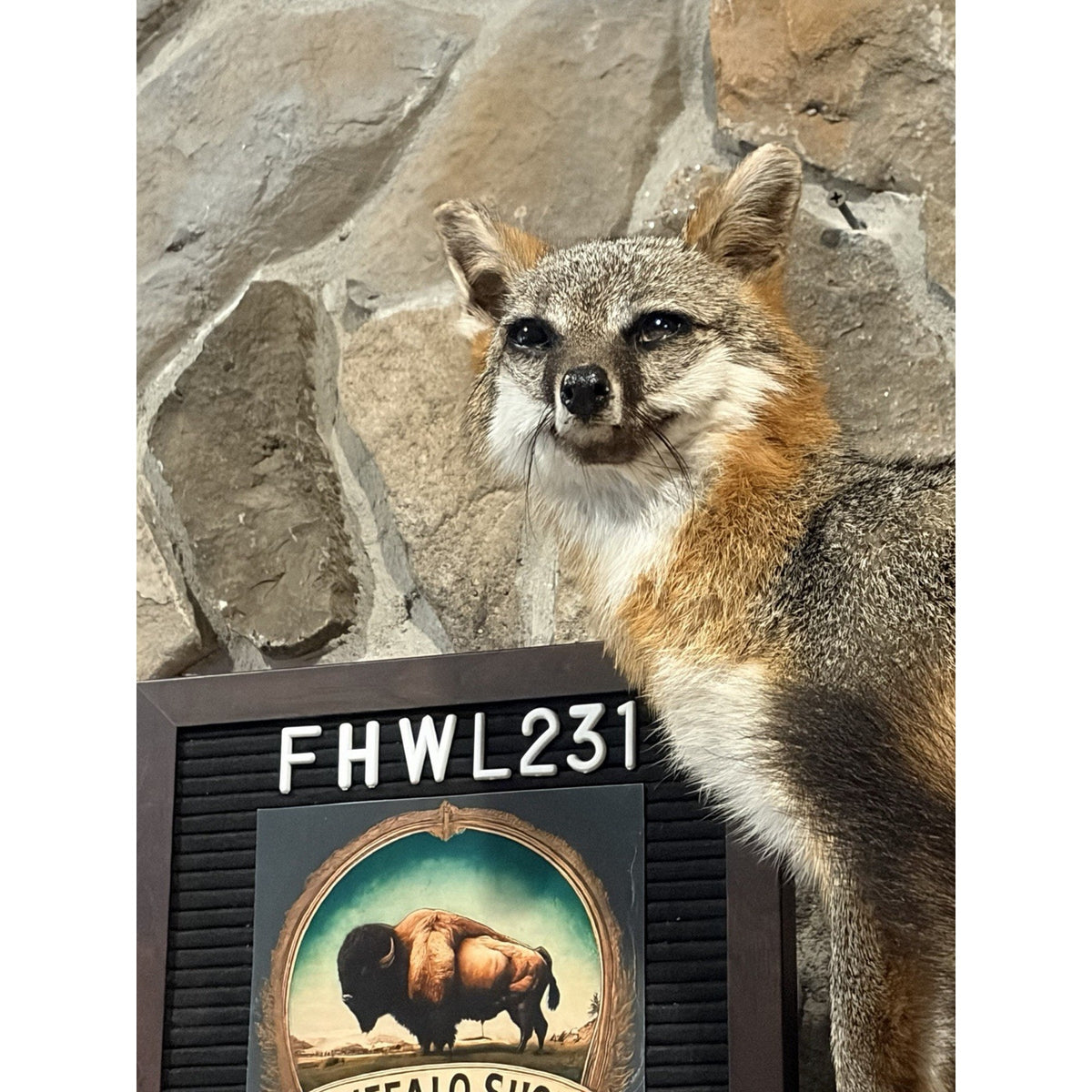FHWL231- Grey Fox Taxidermy Full Body Mount Cabin Camp Man Cave