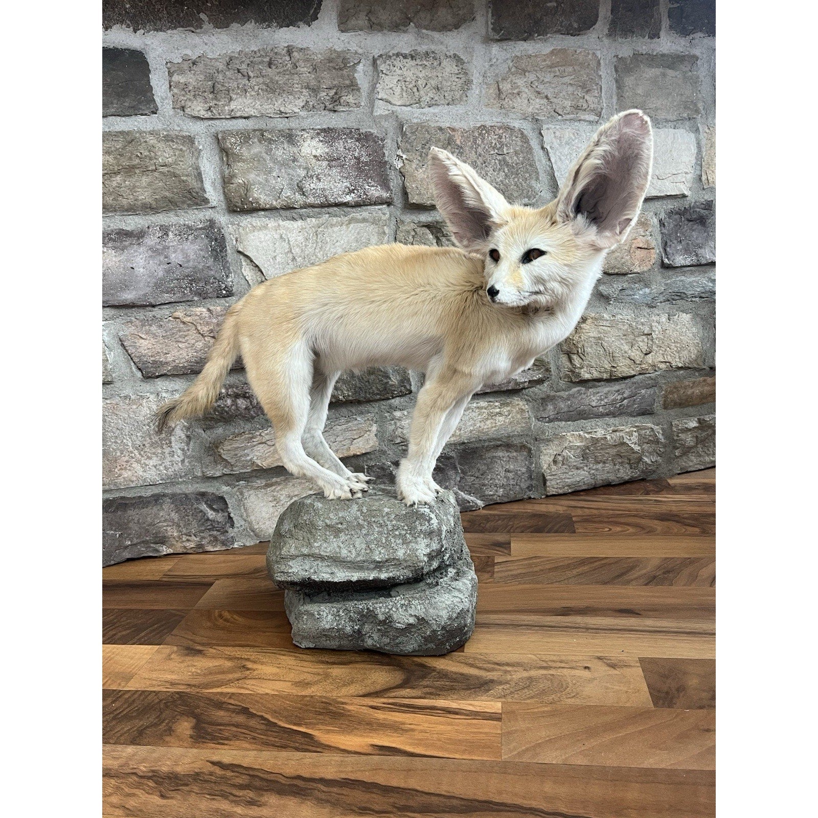 FHWL28 - Museum Quality Fennec Fox Taxidermy Full Body Mount