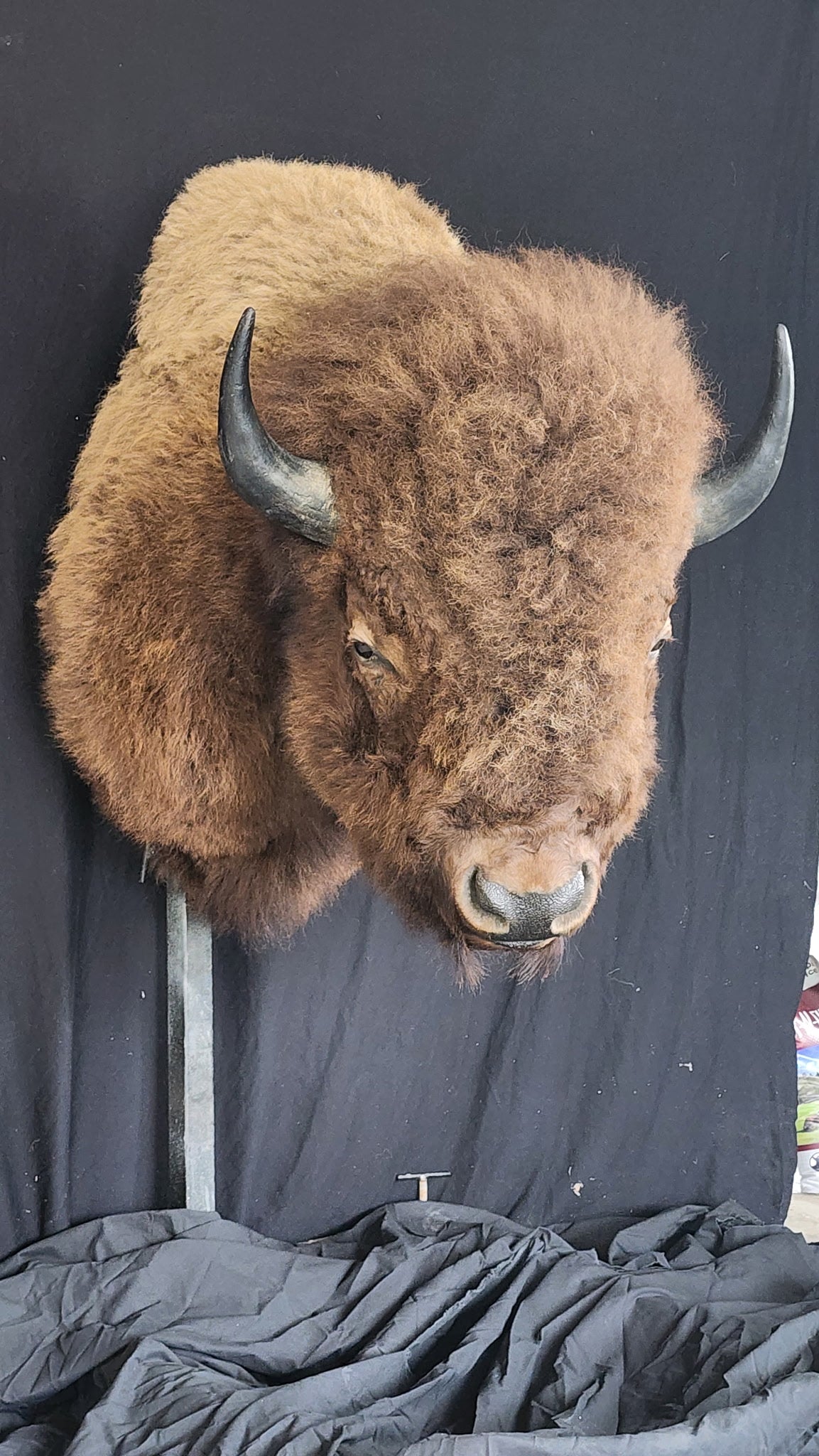 FHBRAD1 - XL Buffalo Taxidermy Shoulder mount Bull