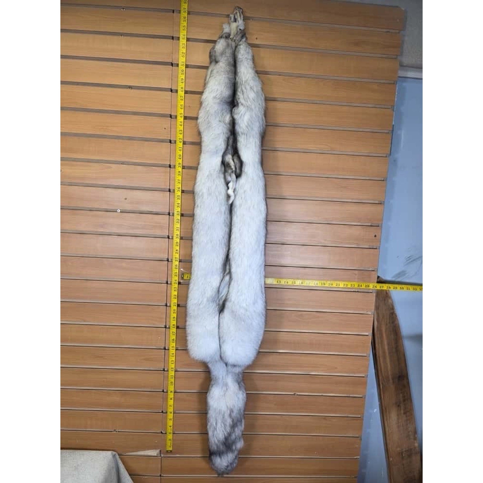 FHCM11 - Soft Tanned Blue Ranch Fox Furs Taxidermy