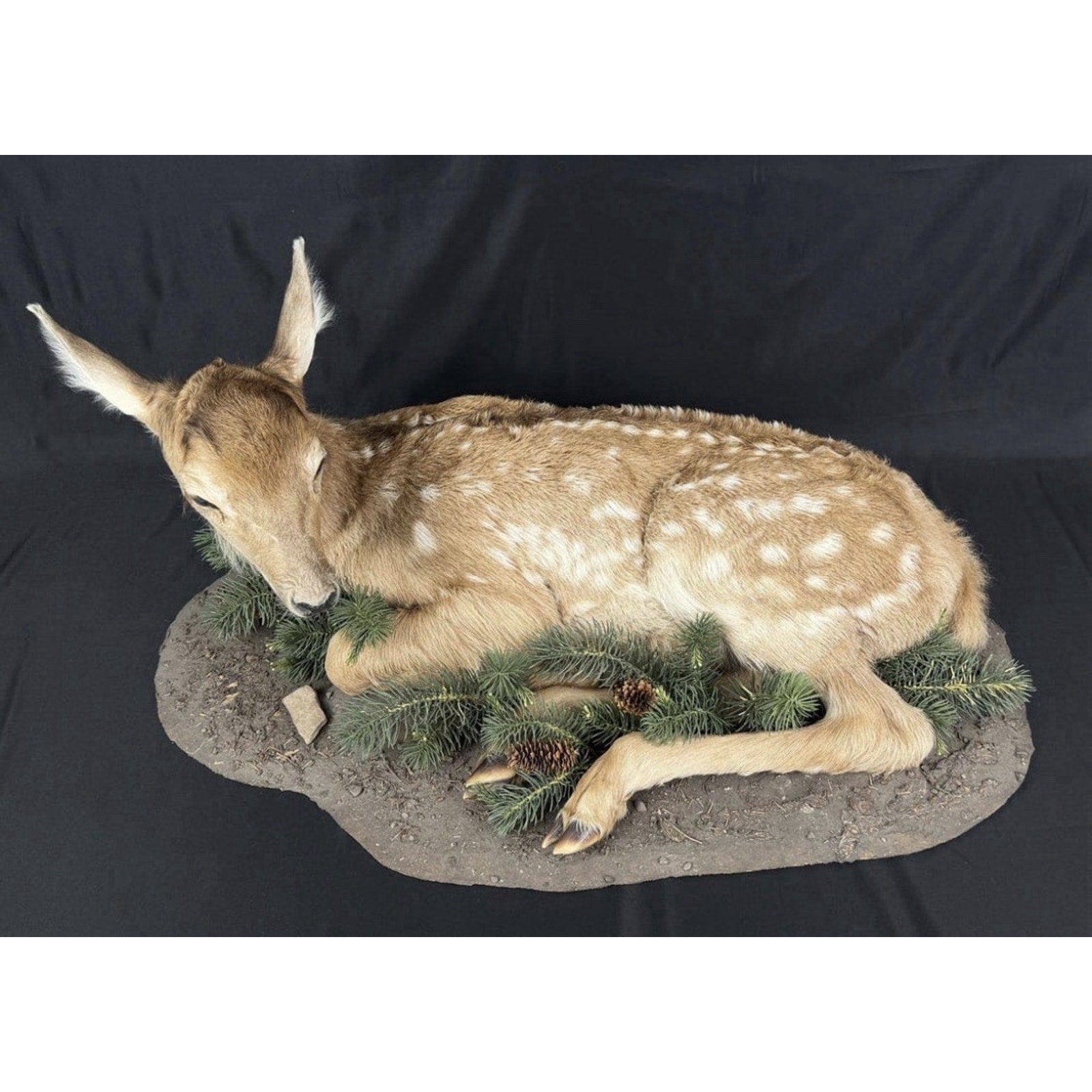 FHPATDB1 - Real Baby Elk Calf Fawn Taxidermy Mount