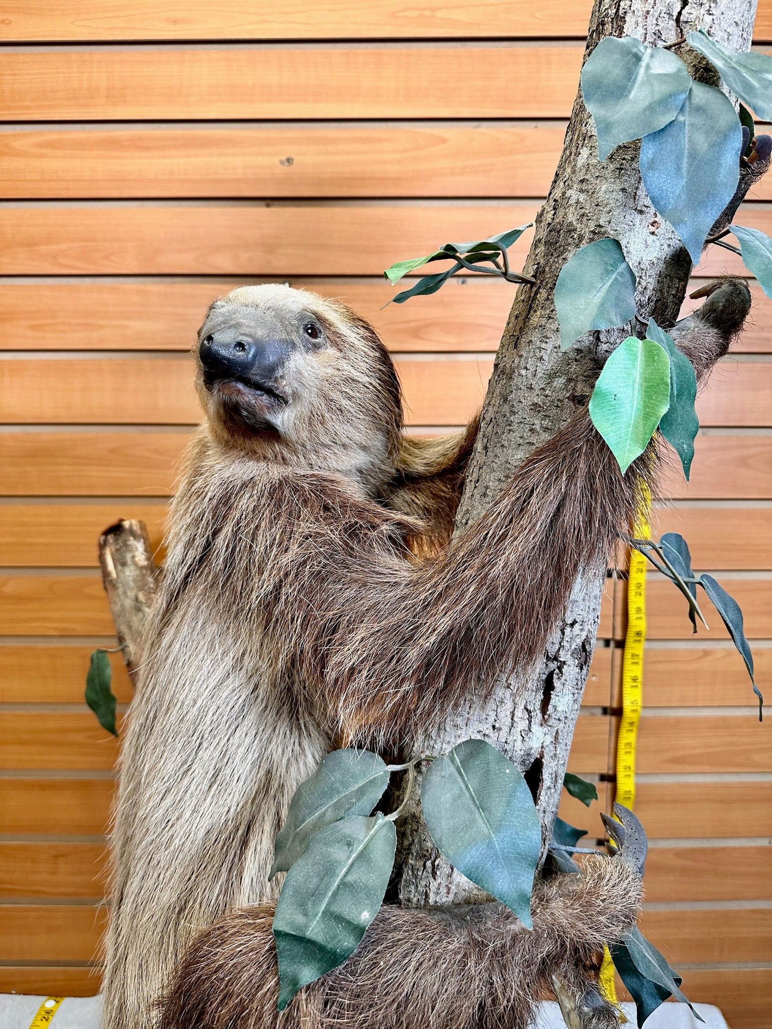 FH190-New Excellent Adult Sloth Taxidermy Mount Full Body