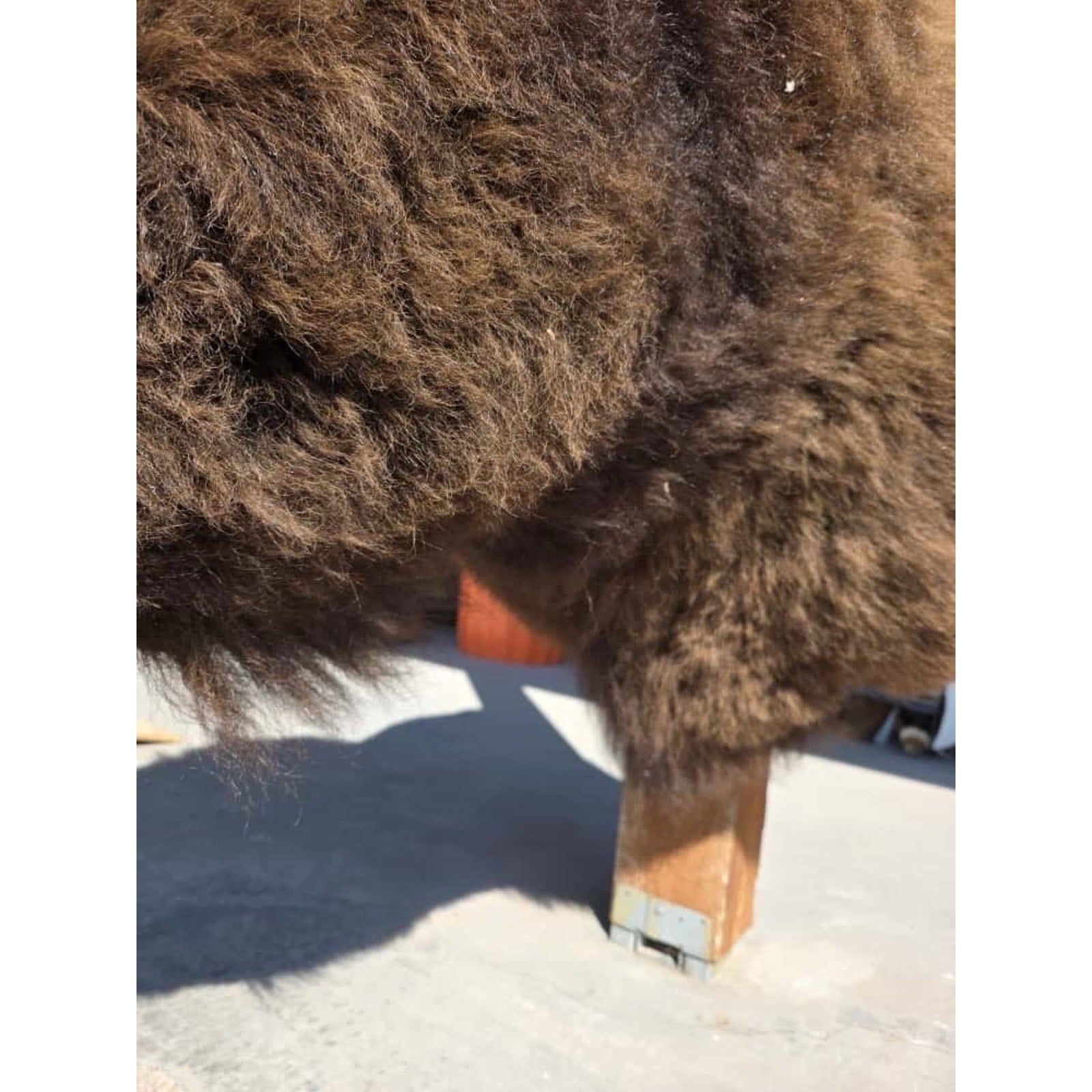 FHMN20 - Gorgeous Mounted Buffalo / Bison Taxidermy Head Shoulder Mount