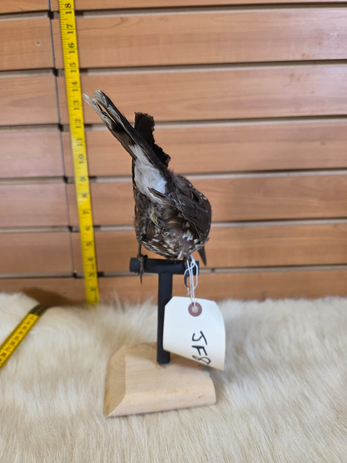 JF8 - Spotted Nuthatch taxidermy bird mount