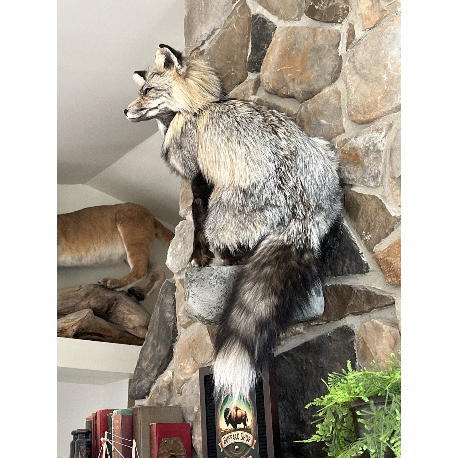FHWL109 - Premium Fox Taxidermy Full Body Mount