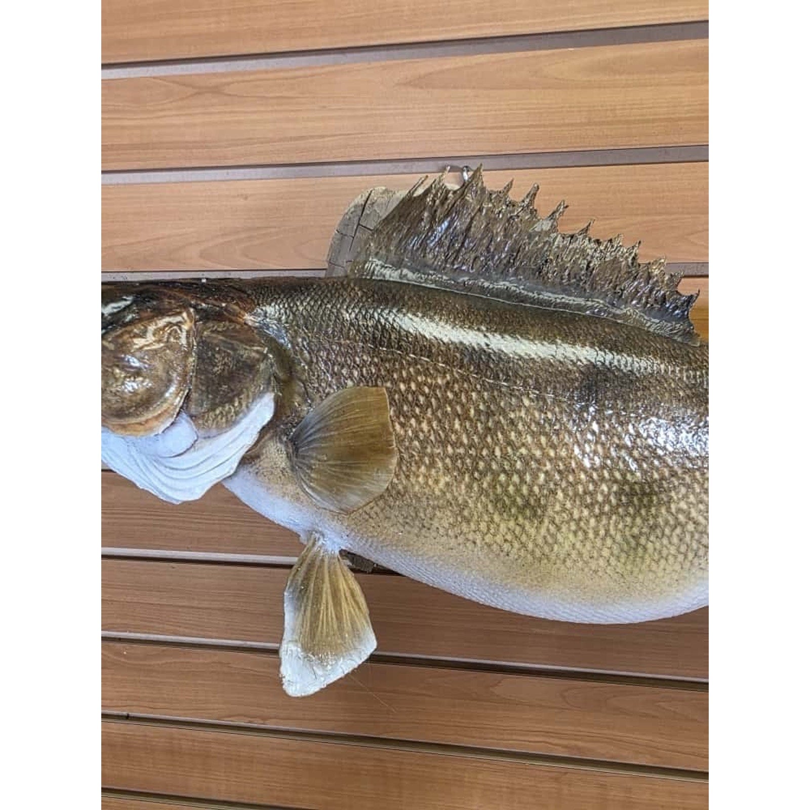 JTV224 - Real Skin Walleye Fish Taxidermy Mount 28”