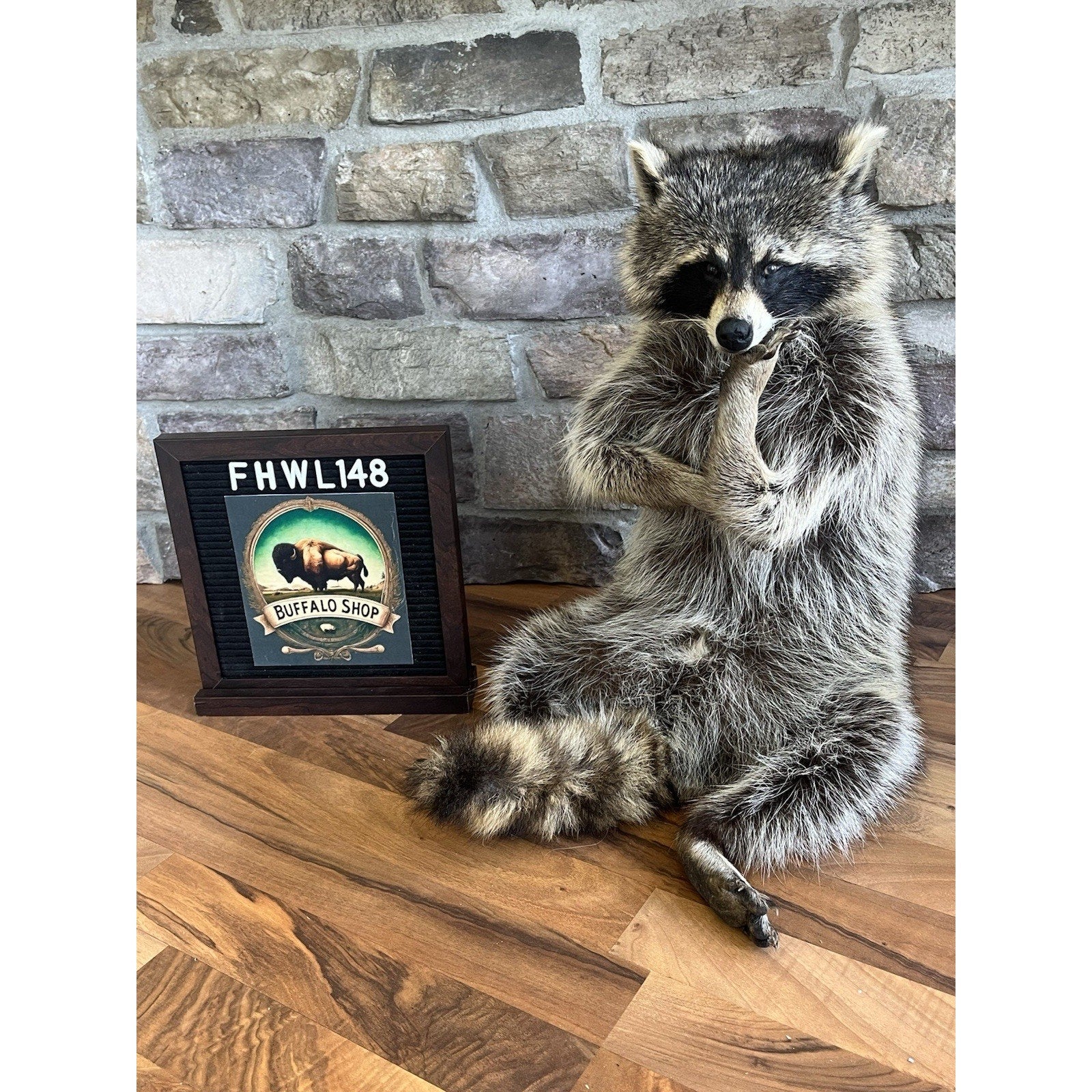 FHWL148- Fat Raccoon Taxidermy Mount