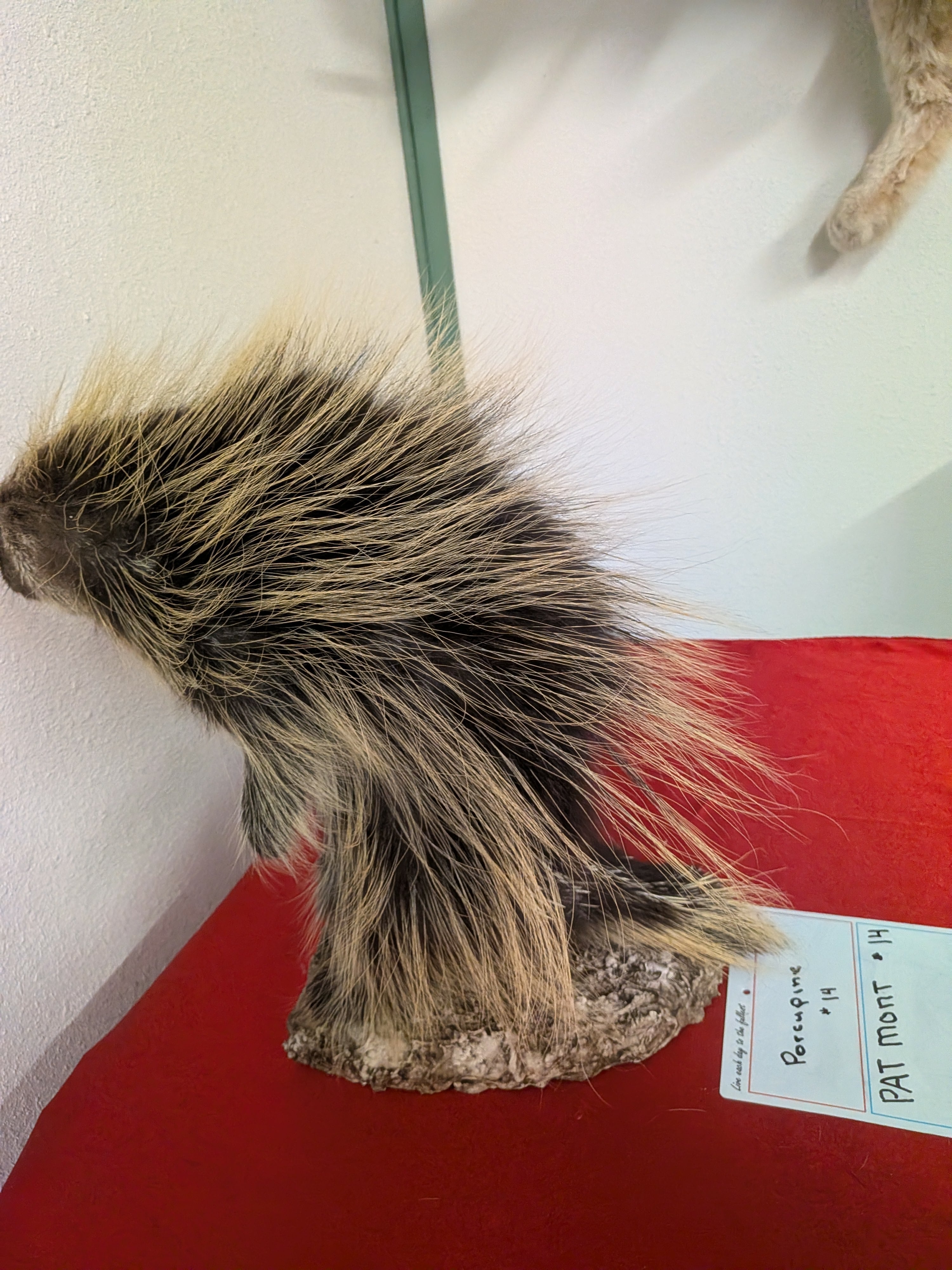 FHPAT14- Beautiful Montana Prime Winter Porcupine Full Taxidermy Mount