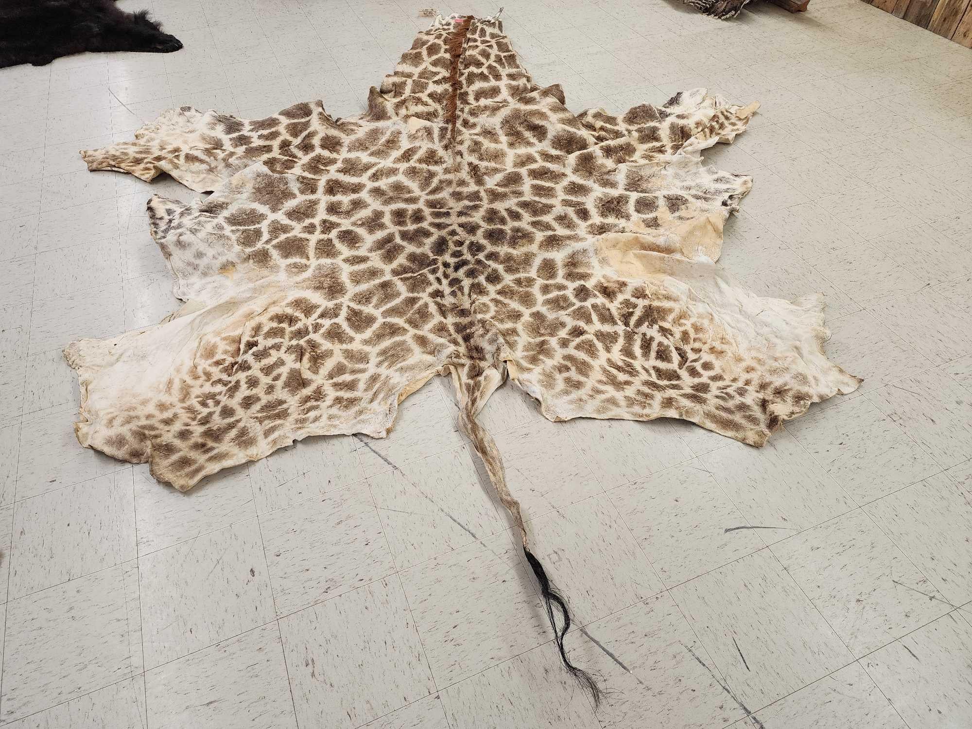 FHGIRAF1- Big Giraffe Tanned Skin Taxidermy