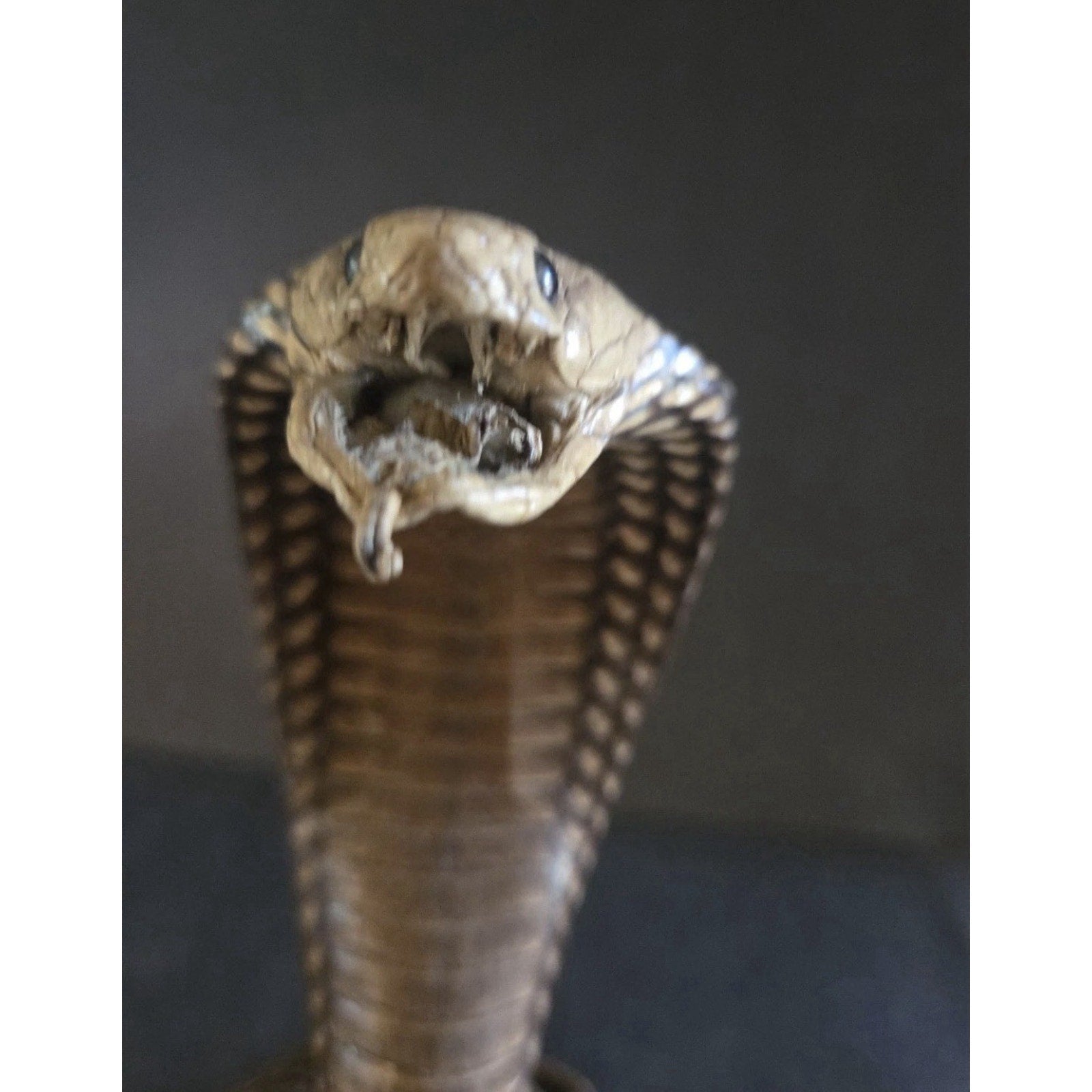 12” Striking Position Cobra Snake Taxidermy Reptile Mount Vintage Real Snake