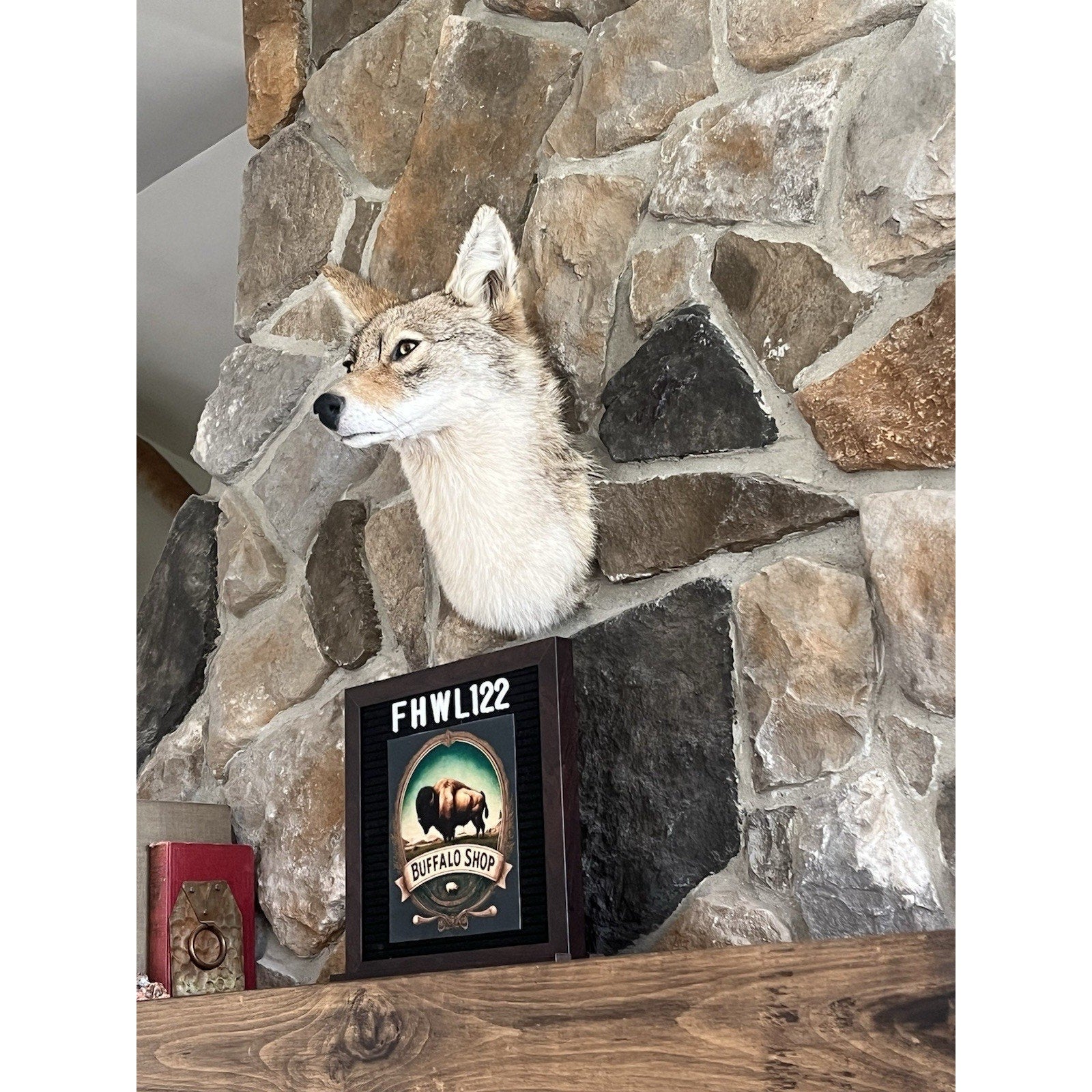 FHWL122 - Coyote Shoulder Museum Quality mount Taxidermy