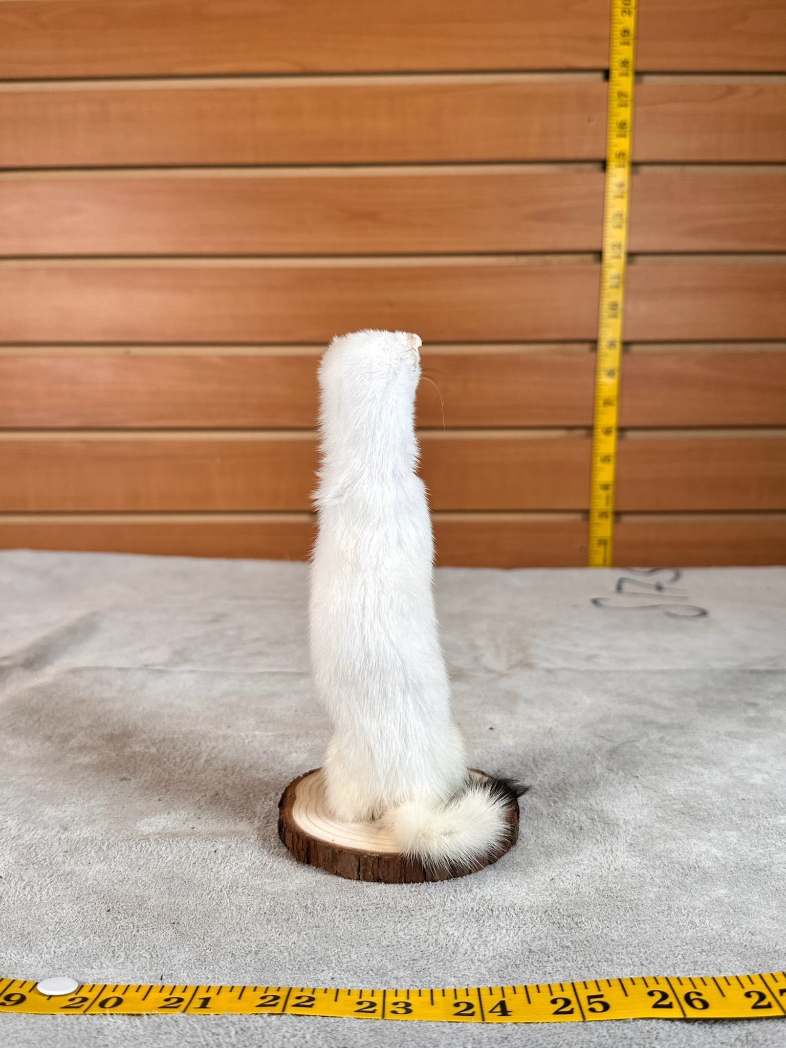 FHWEAS29 - Beautiful Adorable Weasel Ermine Small Animal Taxidermy