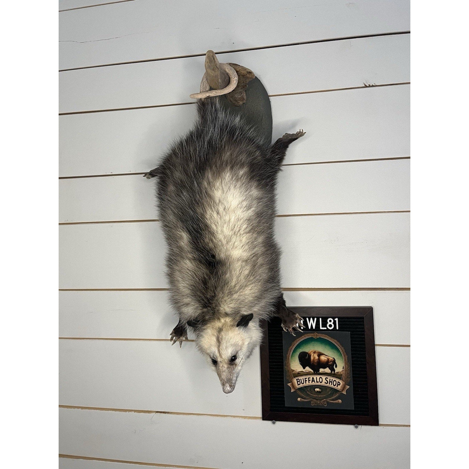 FHWL81 - Fat Opossum Hanging Taxidermy Full Body Mount