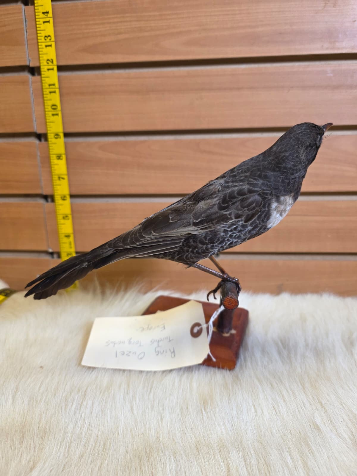 JF6 - Ring Ouzel VTG 1943 taxidermy bird mount