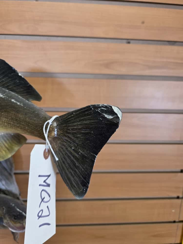 FHMQ21 - Real Skin 21” Walleye Fish Taxidermy Wall Mount