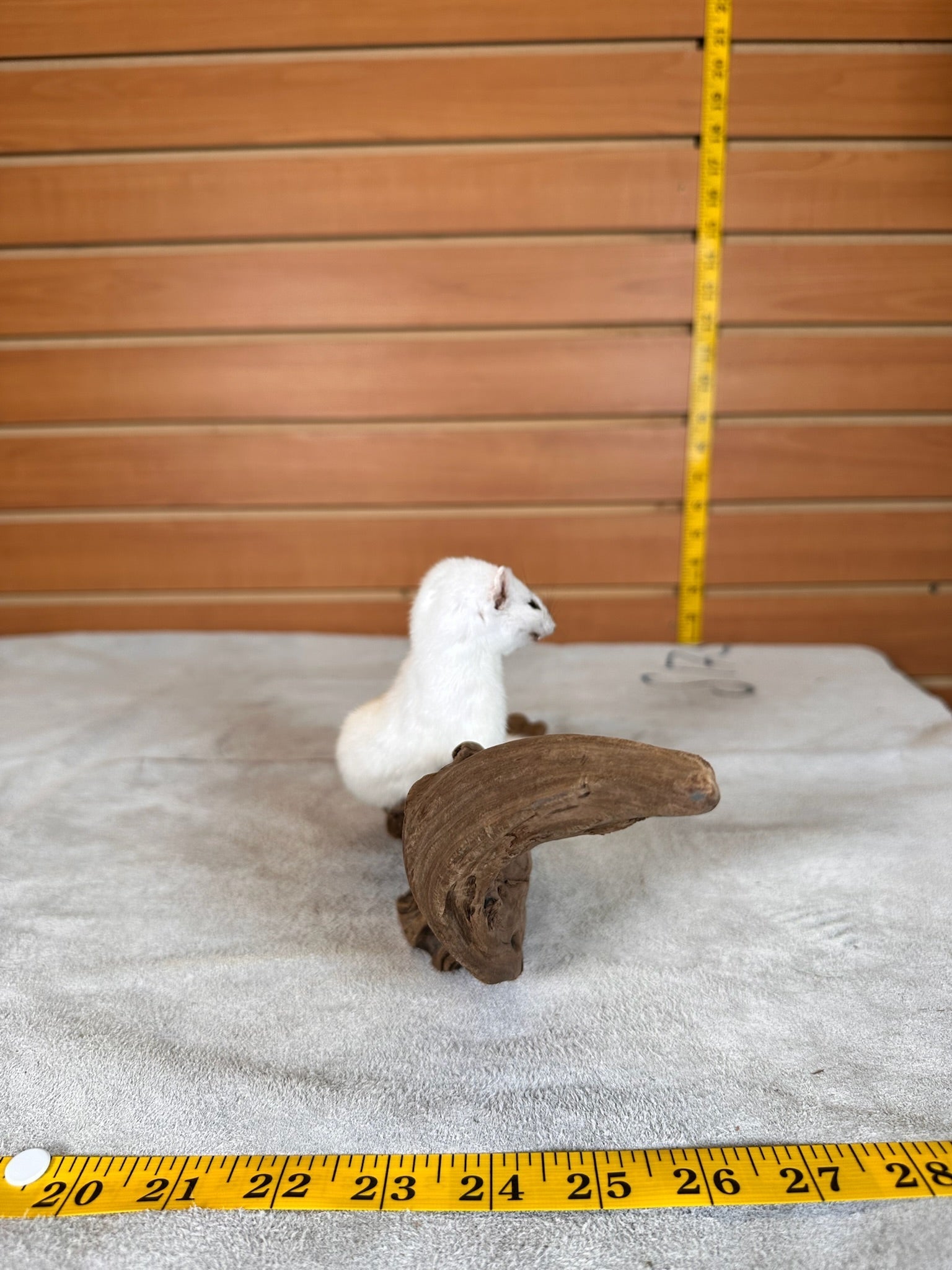 FHWEAS31 - Beautiful Adorable Weasel Ermine Small Animal Taxidermy