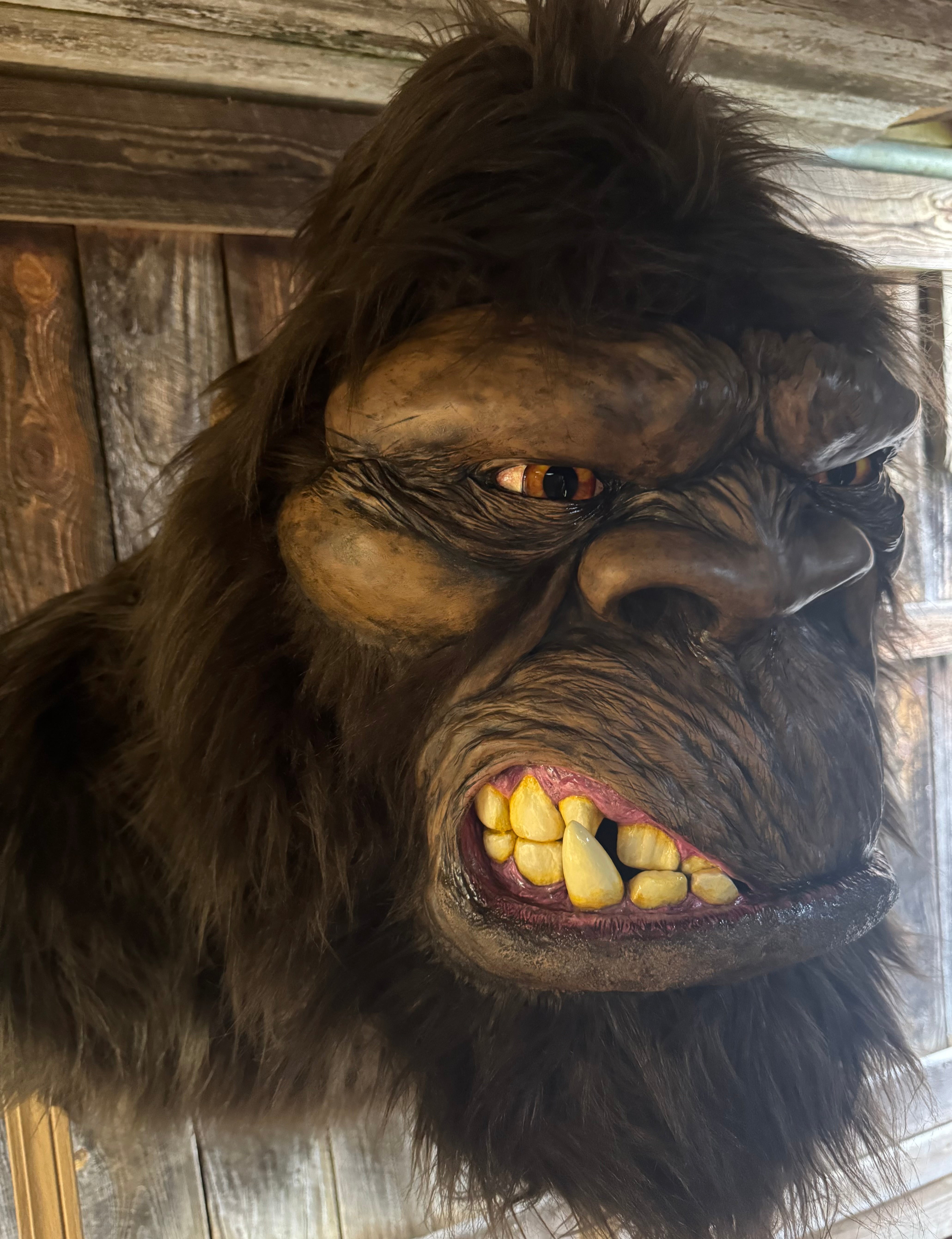 FHJEFF1 - Museum quality life-sized Bigfoot replica shoulder mounts,