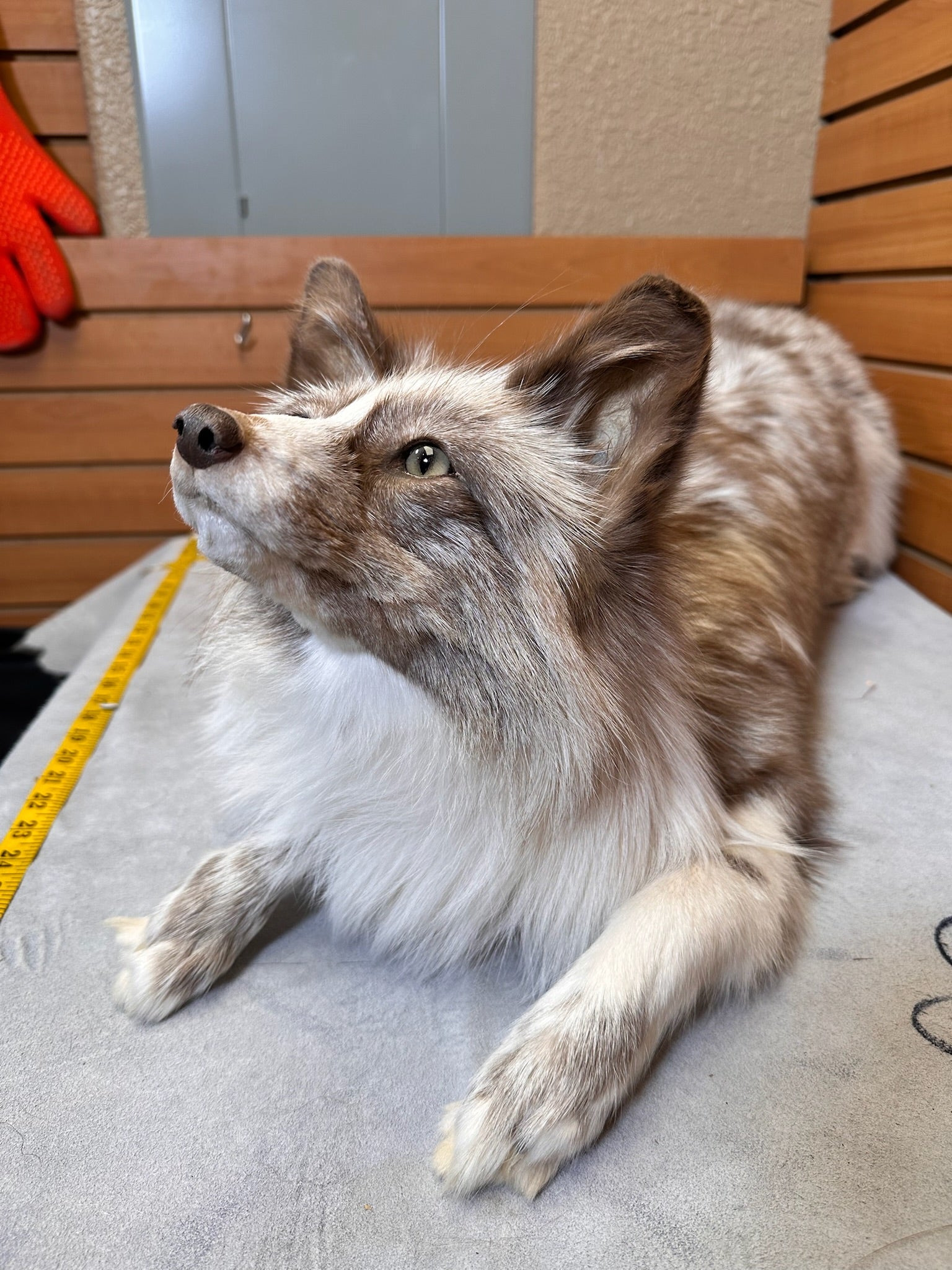 FH227-Beautiful Black Fox soft posable taxidermy mount.