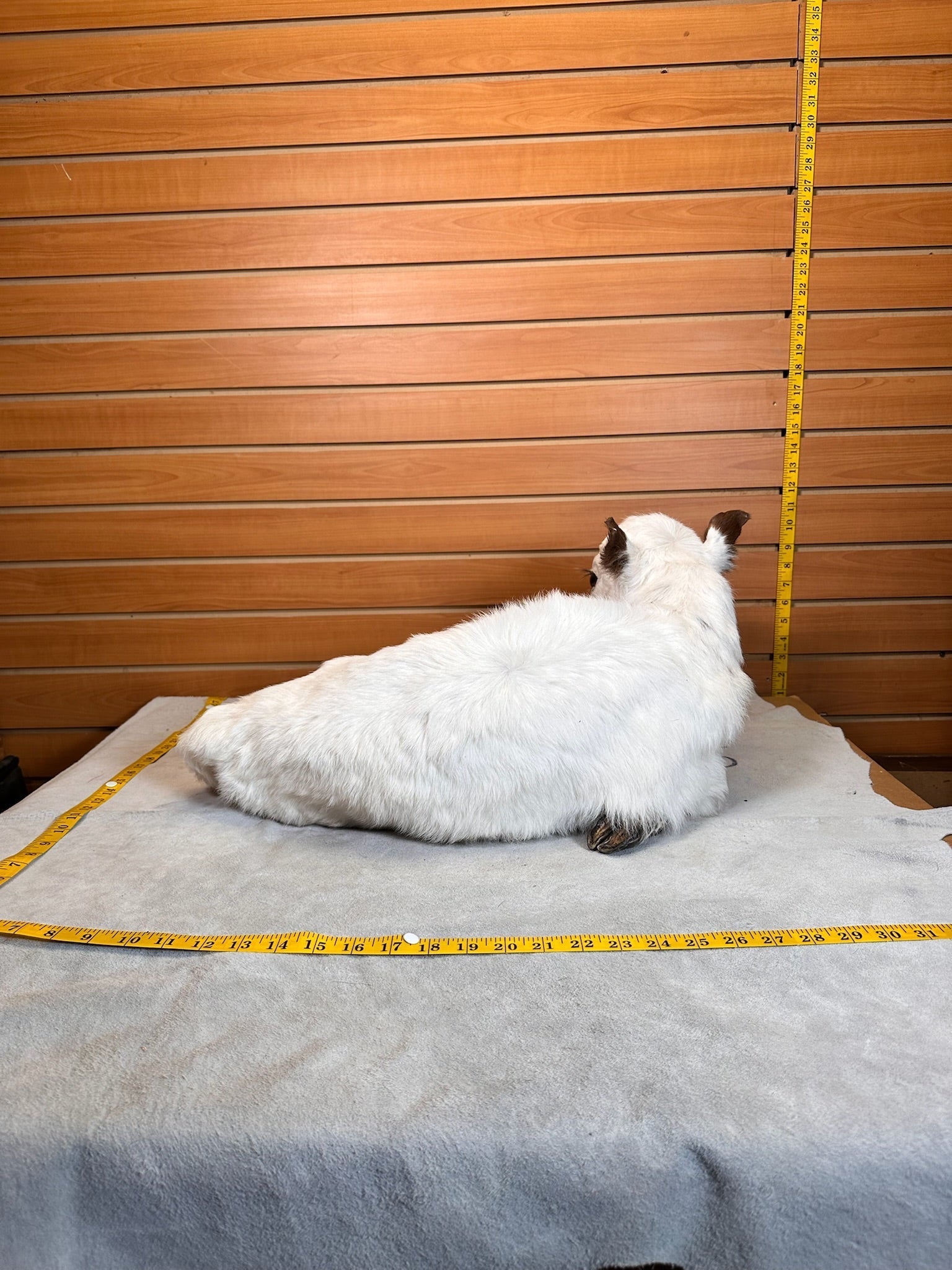 FHCOW1 - Baby British White Beef Calf Full Body Taxidermy Mount