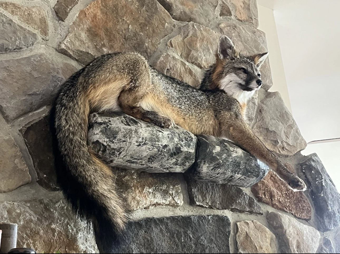 FHWA0624-Grey Fox Taxidermy Full Body Mount Cabin Camp Man Cave