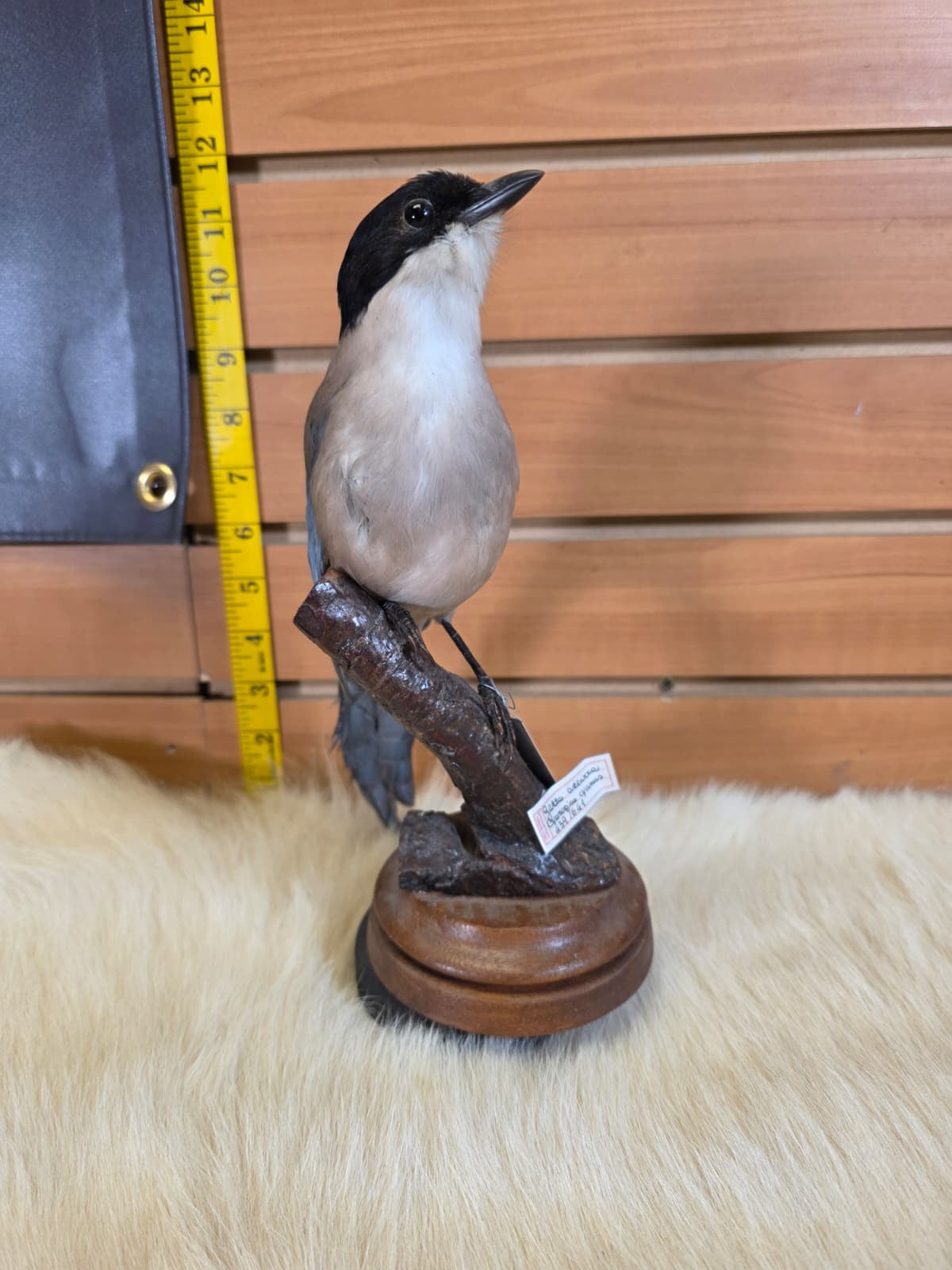 JF2 - Azure Winged Magpie taxidermy bird mount