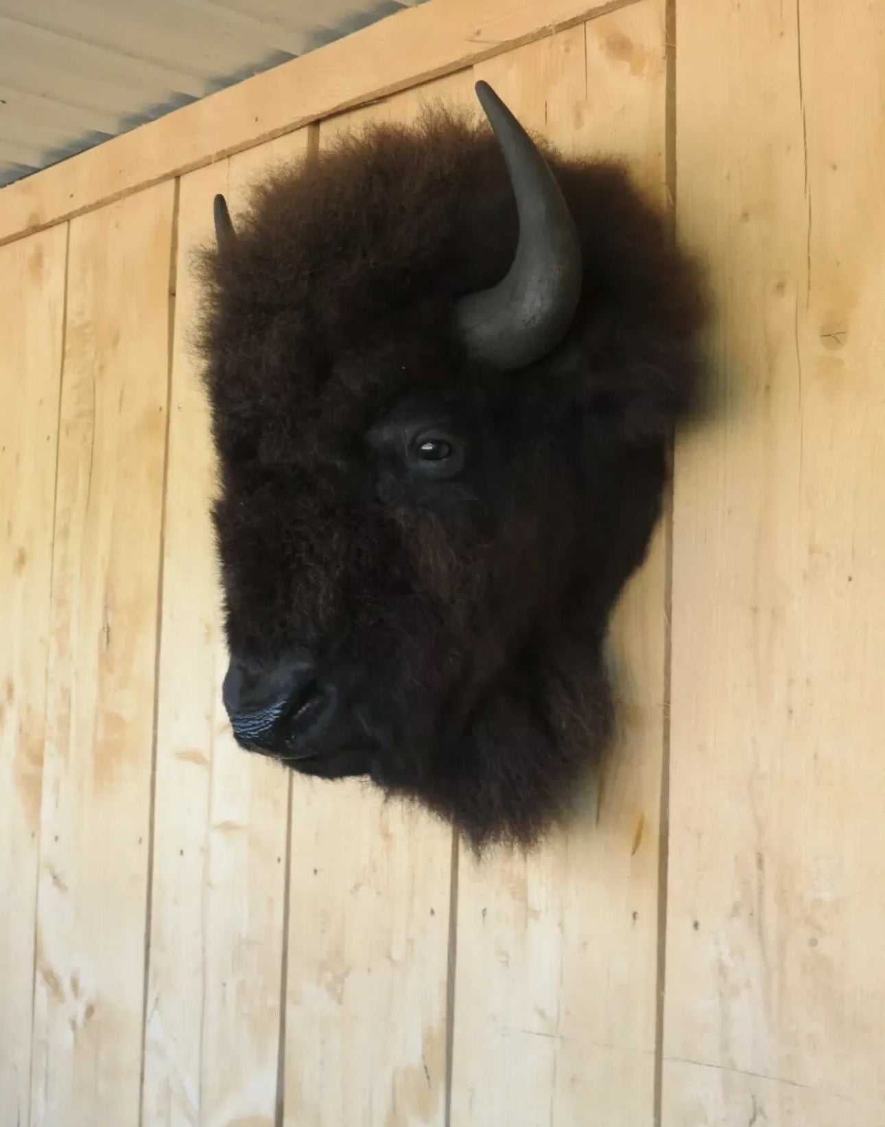 Real Buffalo / Bison neck Head Taxidermy Mount New