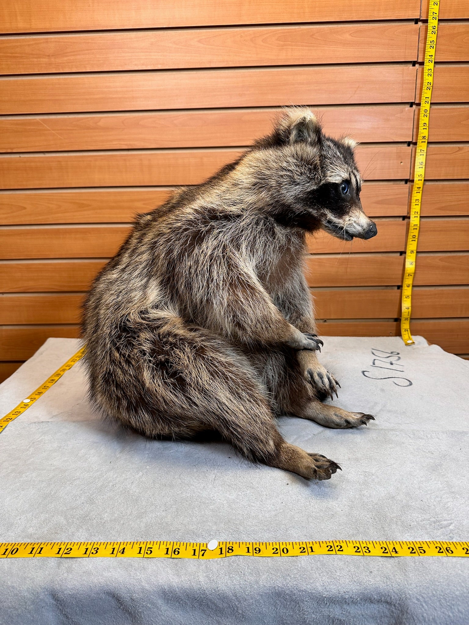 FHCOON11- raccoon taxidermy mount