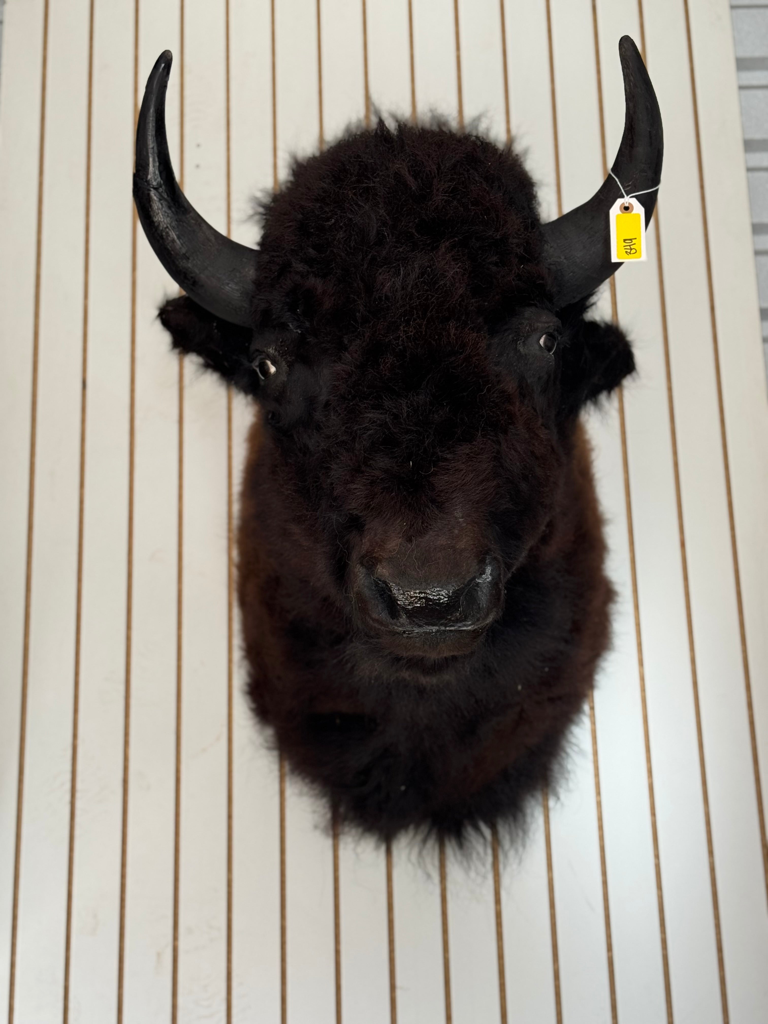 FHDAR349- XL Buffalo Taxidermy Shoulder mount Bull