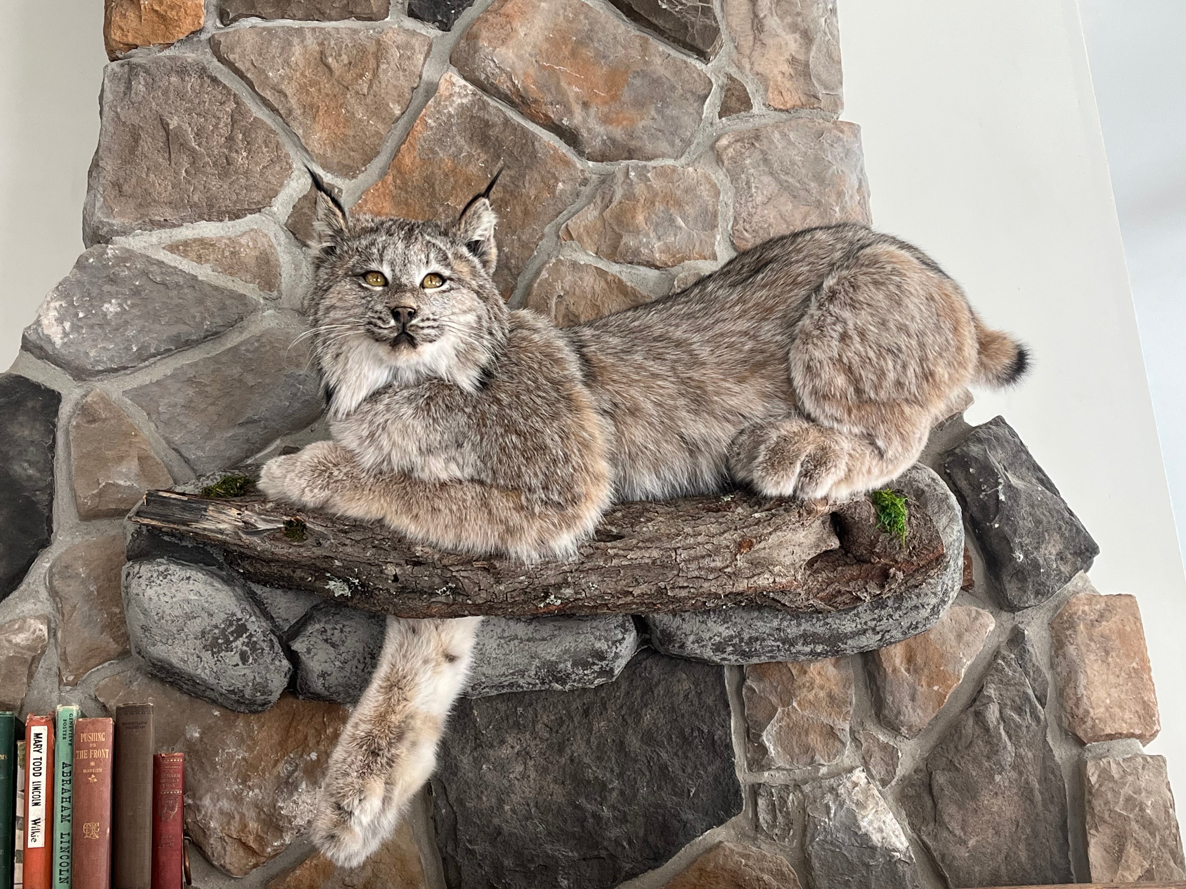 FHWL30 - Alaskan Lynx Taxidermy Full Body Mount Prime Fur