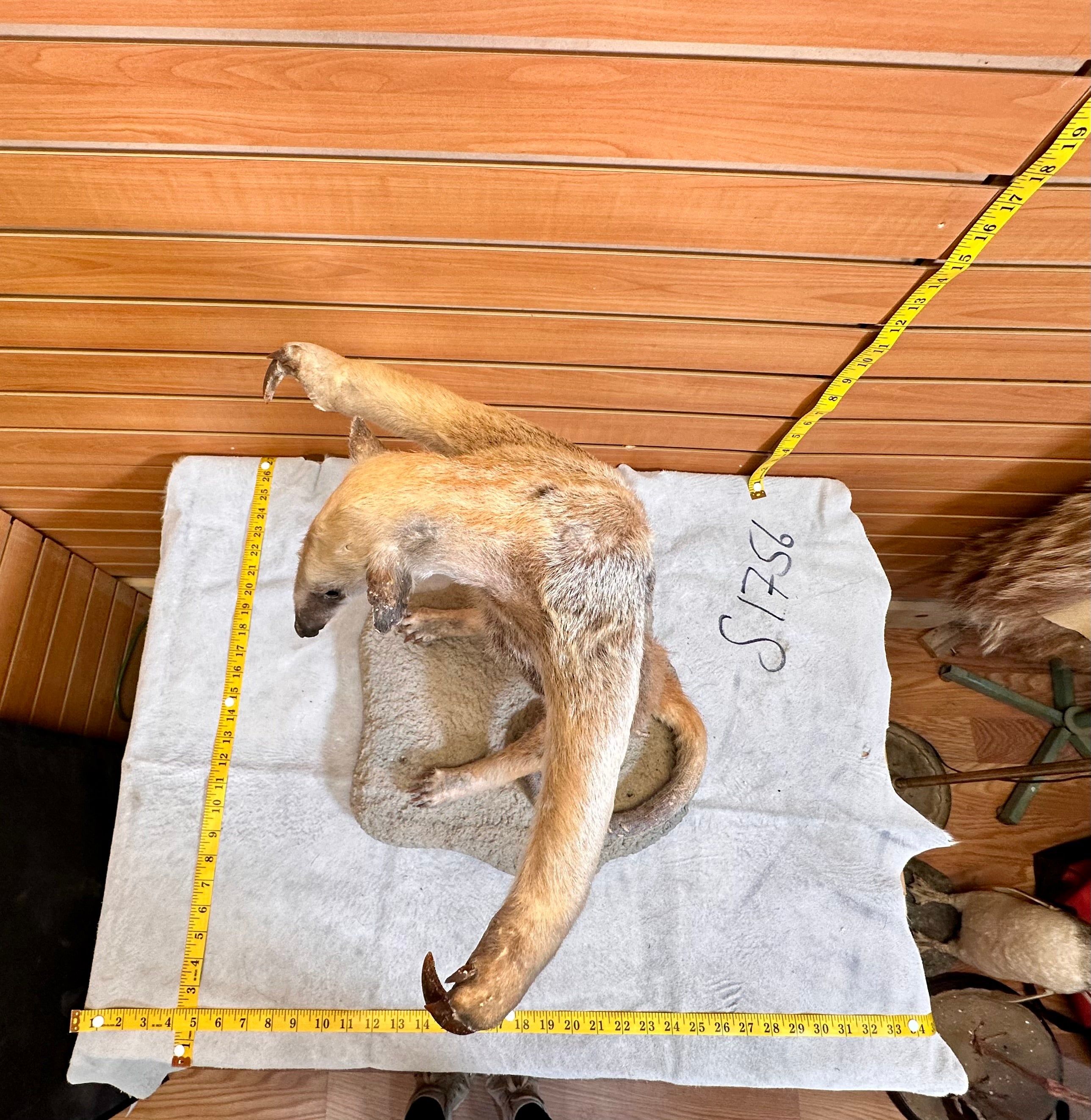 FHPAT7392-Tamandua / Ant Eater Full Body Mount Taxidermy