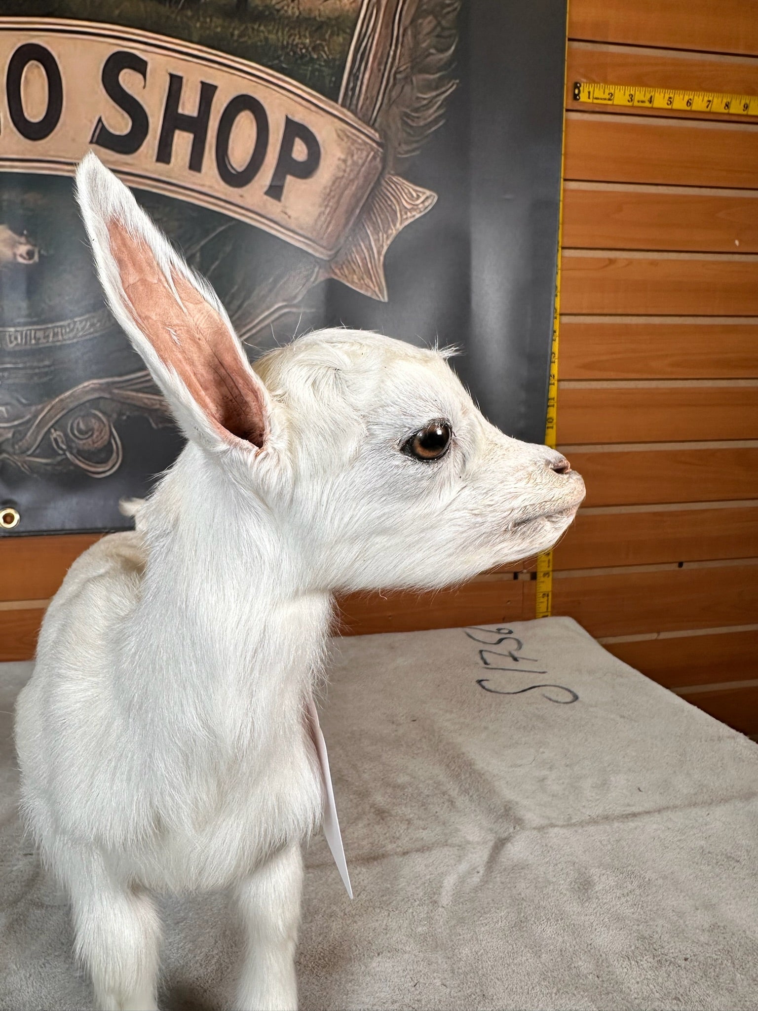 FHGOAT7- Baby goat tiny taxidermy mount free standing