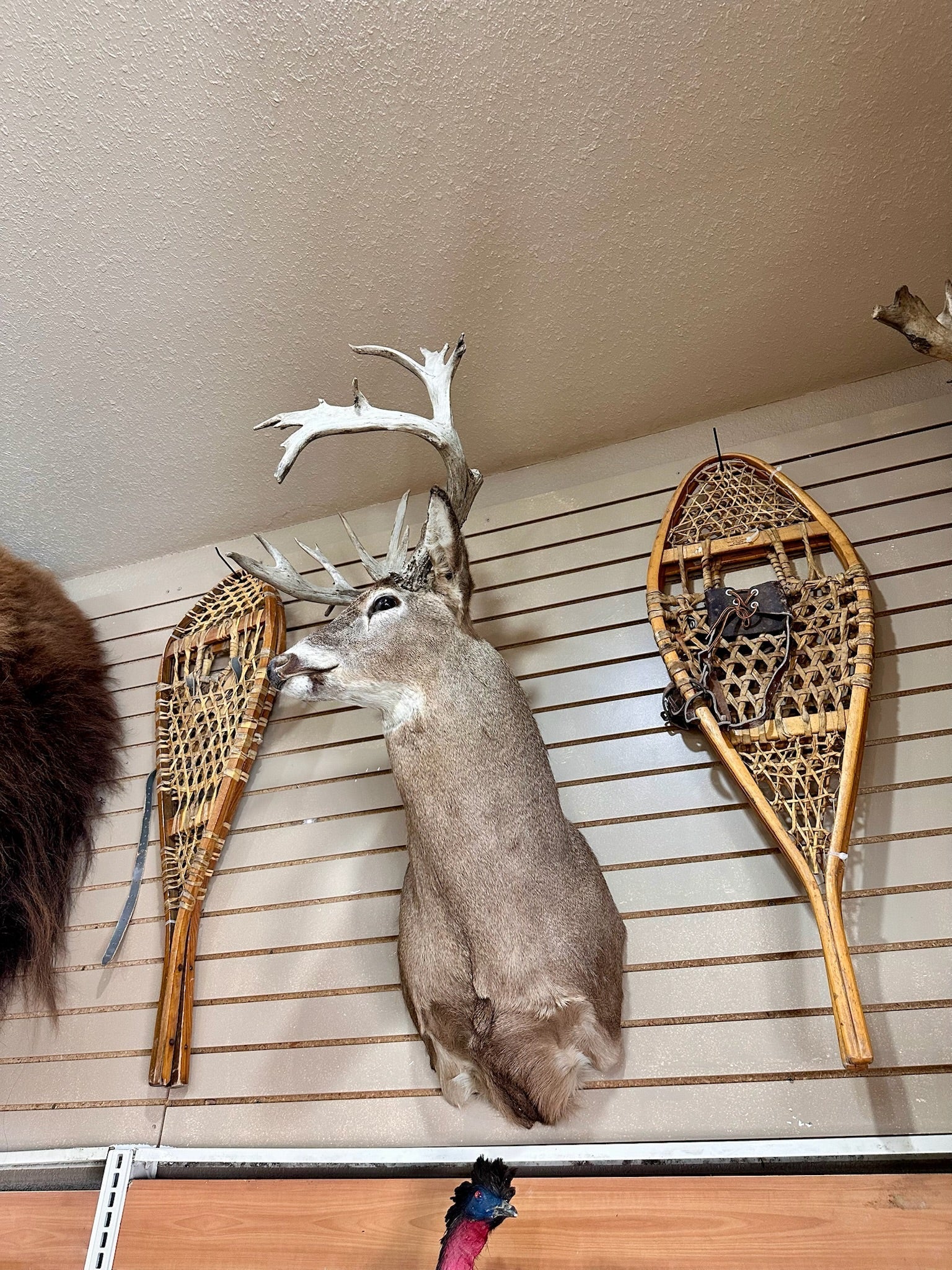 FH195- four whitetail taxidermy mounts