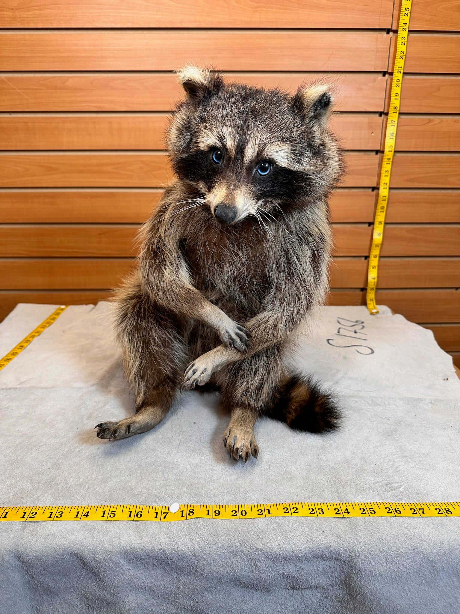 FHCOON11- raccoon taxidermy mount