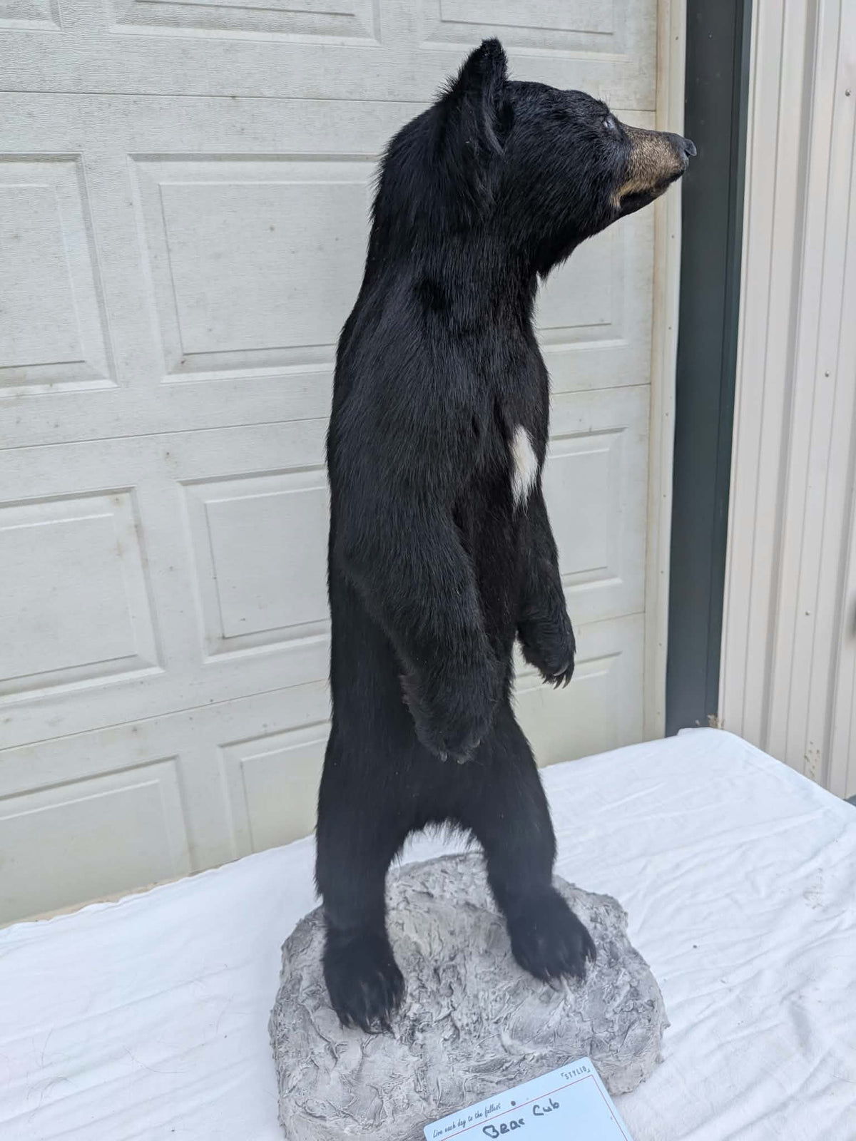 FHPAT236 - Extremely cute baby bear taxidermy tiny imount (Copy)